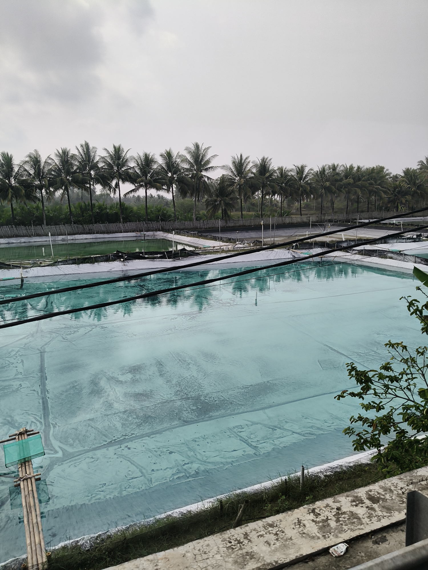 The image shows an aerial view of aquaculture ponds in Sukaresik, Indonesia. The ponds are lined with light blue tarpaulin and appear to be filled with water. There are rows of coconut trees in the background, typical of the region. The sky is overcast, suggesting a cloudy or rainy day. In the foreground, there are some power lines and a small bamboo structure with a green net, likely part of the aquaculture setup. The scene is a typical agricultural landscape in the area.