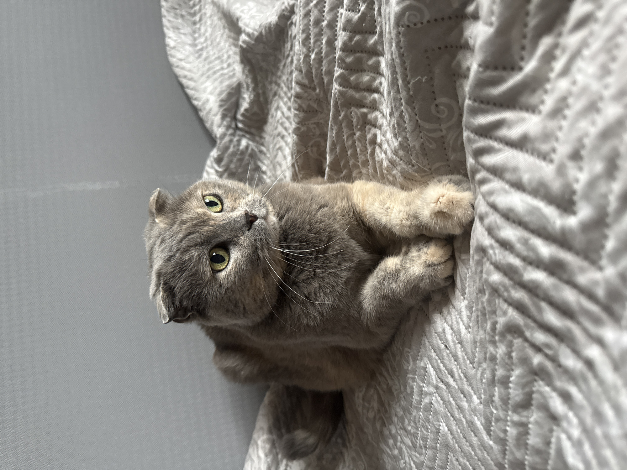 A grey Scottish Fold cat with green eyes is lying on a textured grey blanket. The cat is facing to the right of the frame. The background is a plain grey wall. The image appears to be taken indoors in a domestic setting.