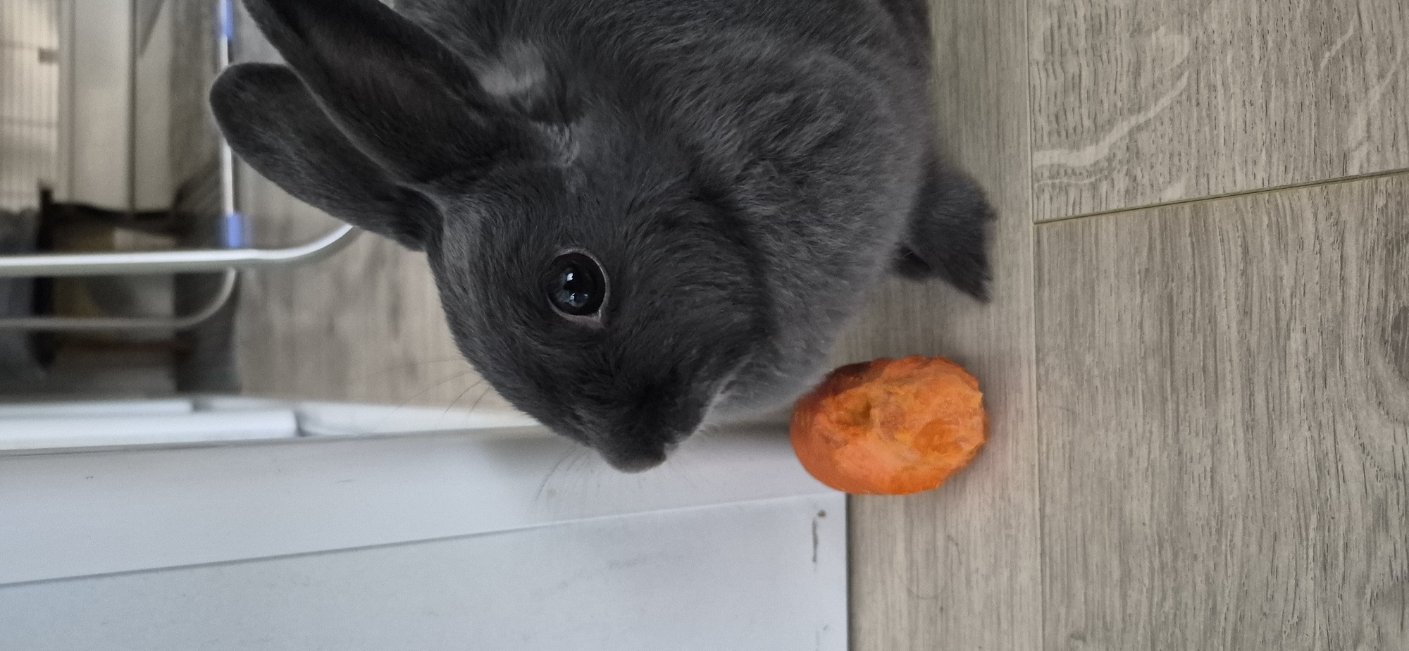 A close-up, eye-level shot captures a dark gray rabbit with prominent ears and large, dark eyes. The rabbit is positioned on a light-colored wooden floor, to the right of a portion of a white object. In front of the rabbit, to its left, lies a small, orange object that appears to be a piece of a carrot. The background is blurred, showing what looks like furniture and possibly a window. The scene is an indoor environment, but its exact location in Ussurijsk, Russia, cannot be determined from the image alone.