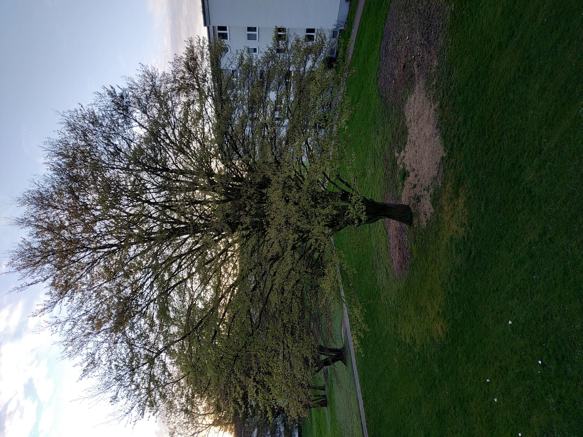The image depicts a park setting in Dortmund, Germany. A row of trees lines a grassy area adjacent to a sidewalk, with a building visible in the background. The trees are in early spring, with nascent green leaves emerging. The grass is well-maintained and a vibrant green. A patch of bare earth is visible within the grassy area. The sky is blue with some cloud cover. The image is oriented vertically.