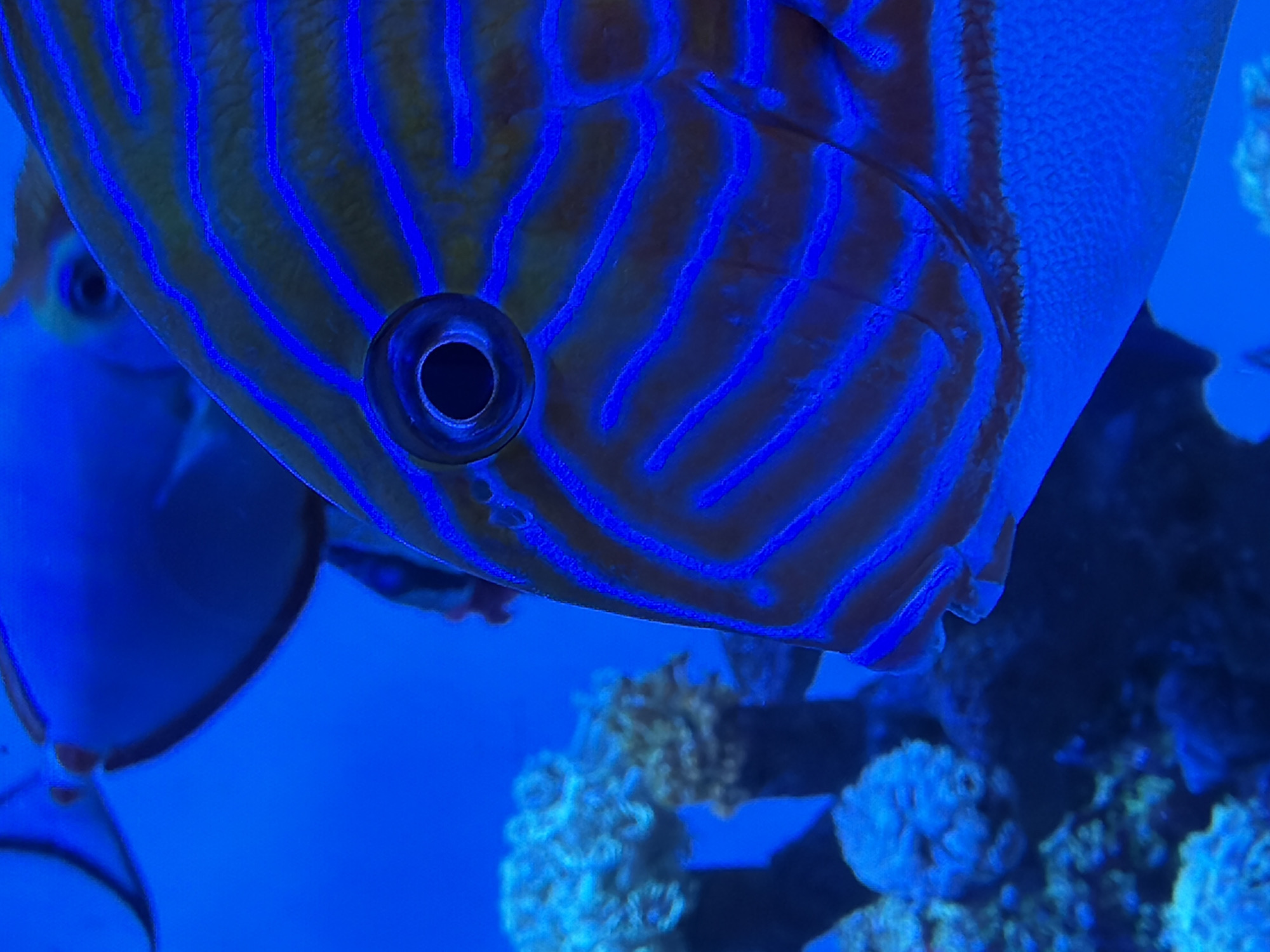 The image shows a close-up view of a blue and yellow striped fish in front of other marine life. The fish is likely in an aquarium, given the clarity of the water and the presence of coral-like structures in the background. The foreground fish is facing the left with another fish in the blurry background on the left side. The water is a vibrant blue. There are no people visible in the image. The image provides no information to link it to Đà Nẵng, Vietnam.