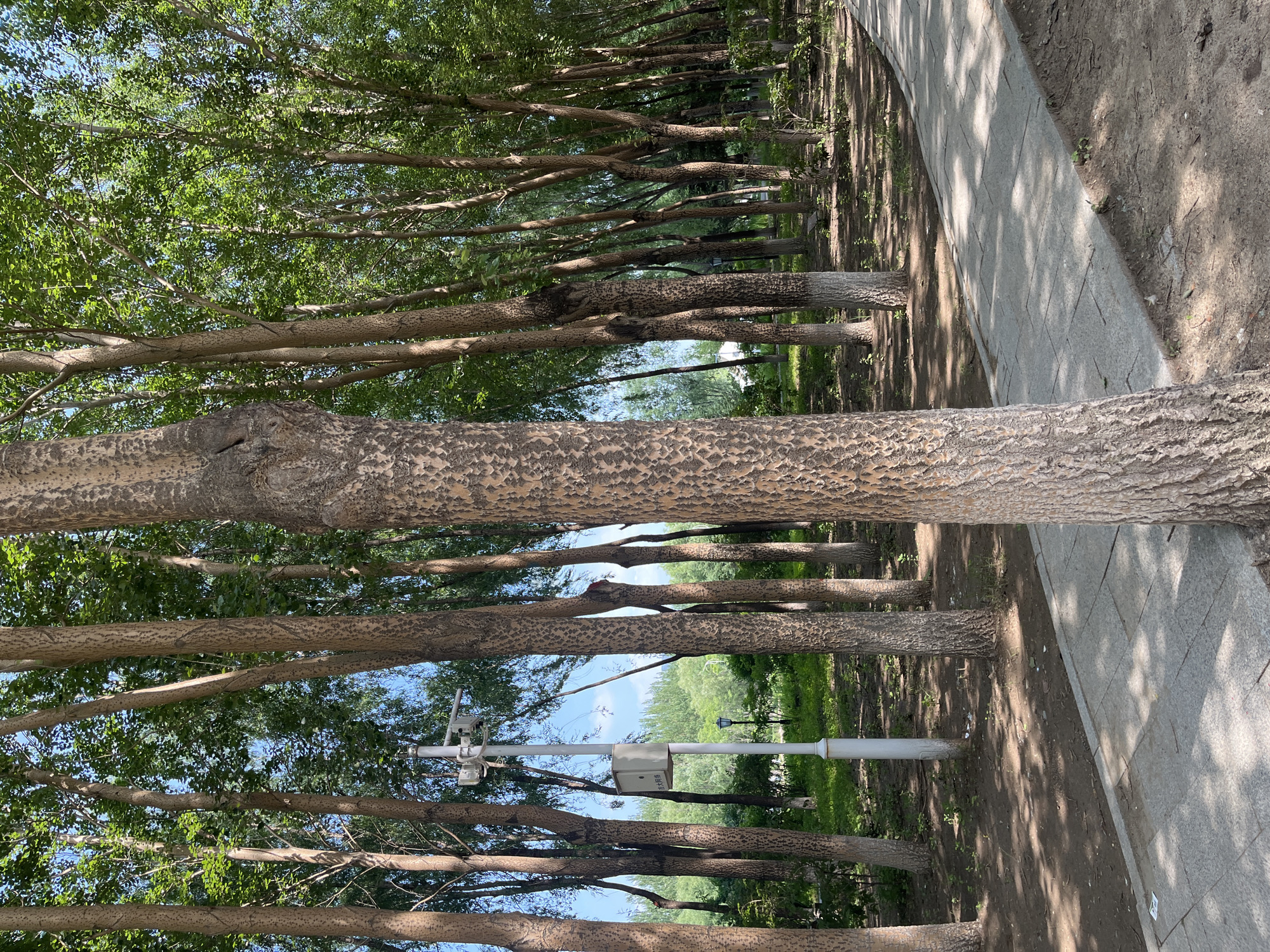 The image depicts a park pathway in Changchun City, China, lined with numerous trees. The pathway, constructed of grey stone slabs, curves to the right, with patches of sunlight and shadow dappling its surface. The trees are tall and slender with rough, textured bark, and their green foliage creates a dense canopy overhead. In the middle ground, a white lamppost with attached cameras and a grey electrical box stands beside the pathway. The ground surrounding the trees is covered with dirt and sparse vegetation. The sky is a clear blue with some wispy clouds visible through the tree branches.