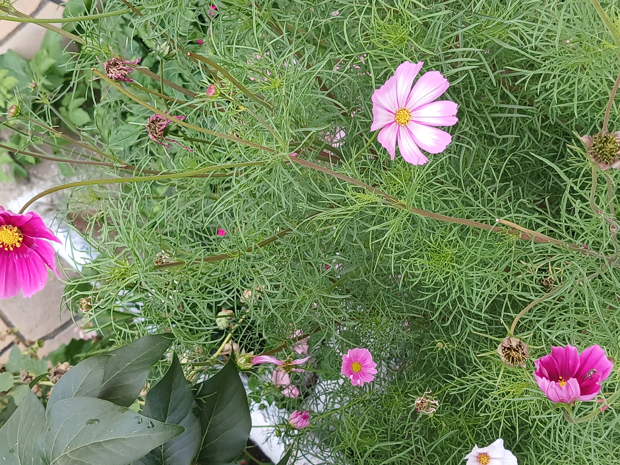 A close-up shot captures a vibrant cluster of pink cosmos flowers and their feathery green foliage. The flowers exhibit varying stages of bloom, from fully open blossoms with delicate white-edged petals and yellow centers to wilting seed heads. The background is a blur of green, suggesting a dense garden setting. The image is taken in Щучинск қаласы әкімдігі, Kazakhstan.