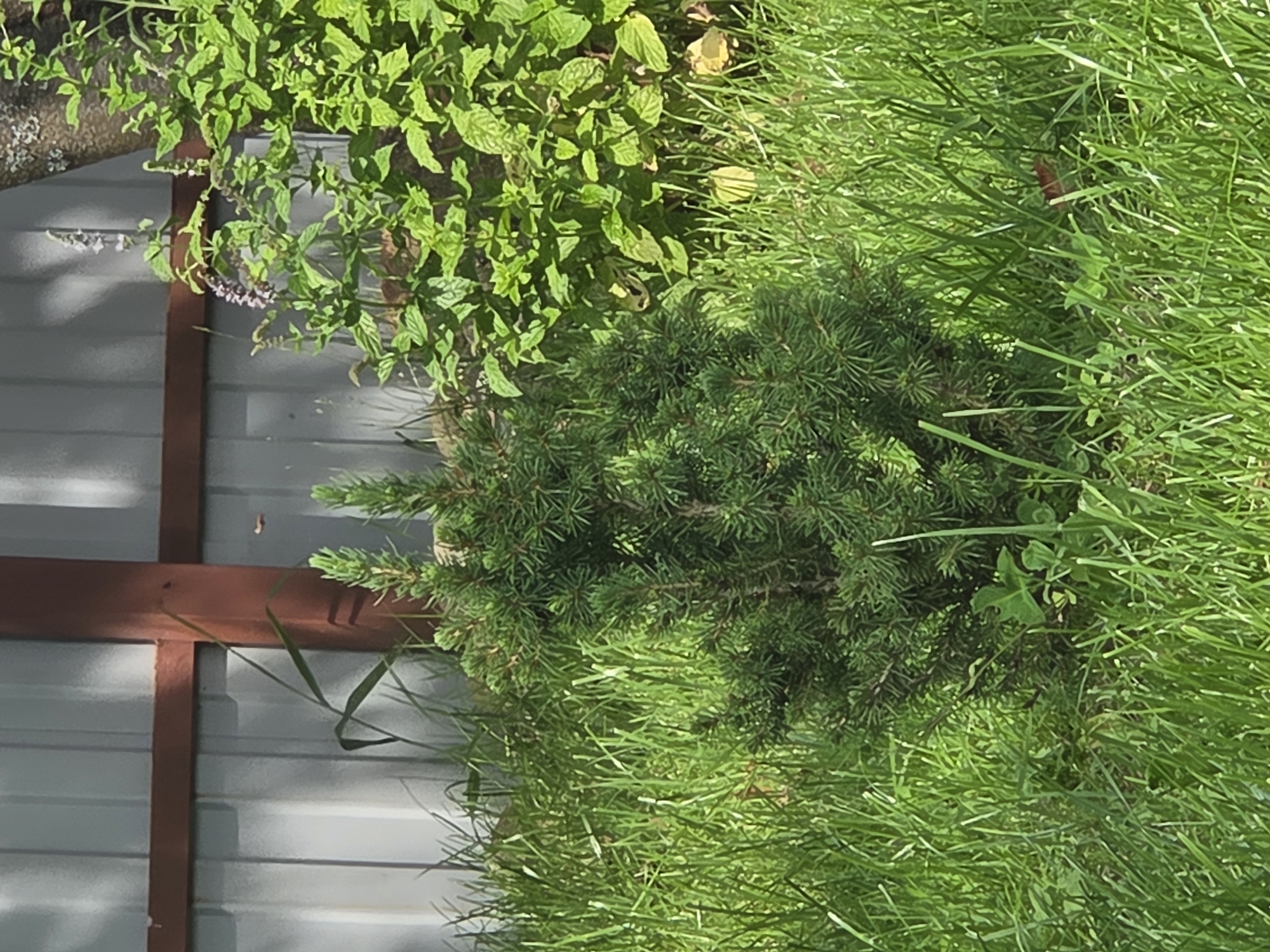 The image depicts a small evergreen tree planted in a grassy area in the city of Voskhod SNT (Frolovo), Russia. The tree is surrounded by lush green grass. In the background, a gray corrugated metal fence with a wooden horizontal beam and a vertical post is visible. To the right of the evergreen tree, there is a bush with green leaves and purple flowers. A portion of a tree trunk with textured bark is also visible to the far right. The scene is illuminated by natural daylight, casting shadows from the fence onto the ground. There are no people or animals present in the image.