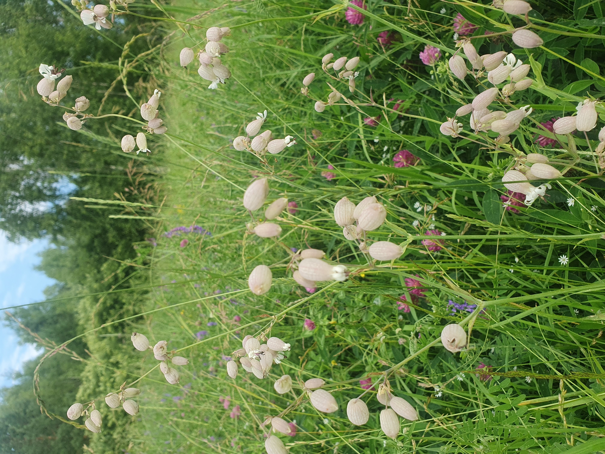 This is a close-up, eye-level shot of a meadow with numerous flowering plants, primarily light pink and white bell-shaped flowers, interspersed with tall green grasses. In the background, a dense line of trees creates a natural border against a partly cloudy sky. The image focuses on the delicate details of the flora, with some flowers appearing as closed buds while others are fully open, revealing small white petals. The scene suggests a natural, undeveloped environment, possibly a field or parkland within or on the outskirts of the city of Mukhametovo, Russia. There are no people or animals visible in the frame. The overall impression is one of a serene, natural landscape.