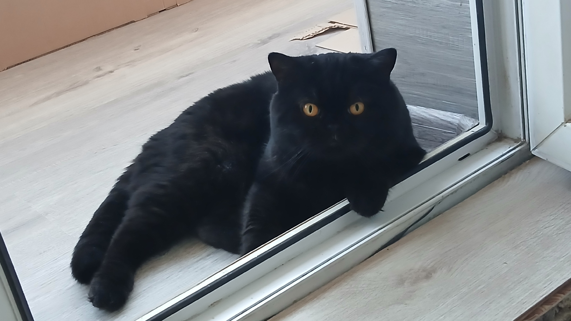 A black cat with yellow eyes is lying on a light-colored wooden floor next to a white window frame. The cat is facing forward, with its front paw resting on the frame. The window is slightly ajar, revealing a glimpse of the exterior. The location is Izhevsk, Russia.