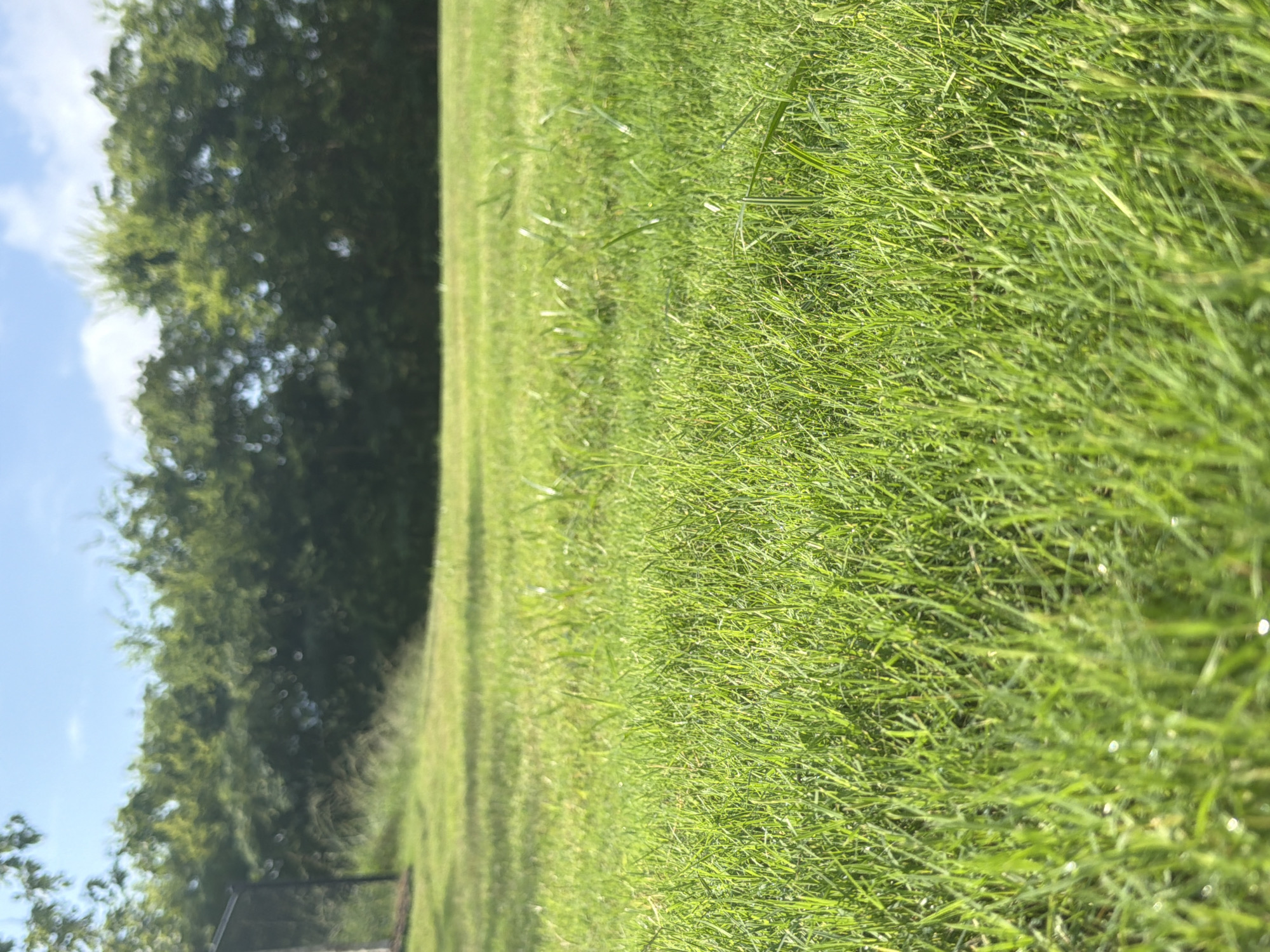 The image depicts a close-up view of a vibrant green lawn under a bright, partly cloudy blue sky. The grass is lush and appears well-maintained, with some blades catching the sunlight, creating a sparkling effect. In the background, a dense line of trees forms a natural border, with their foliage a deep green. A dark structure, possibly a fence or part of a building, is partially visible on the far left, blending with the shadows of some distant foliage. The scene is peaceful and natural, evoking a sense of an open outdoor space. It is not possible to determine the specific location within the city of Chattanooga, United States of America from this image alone.