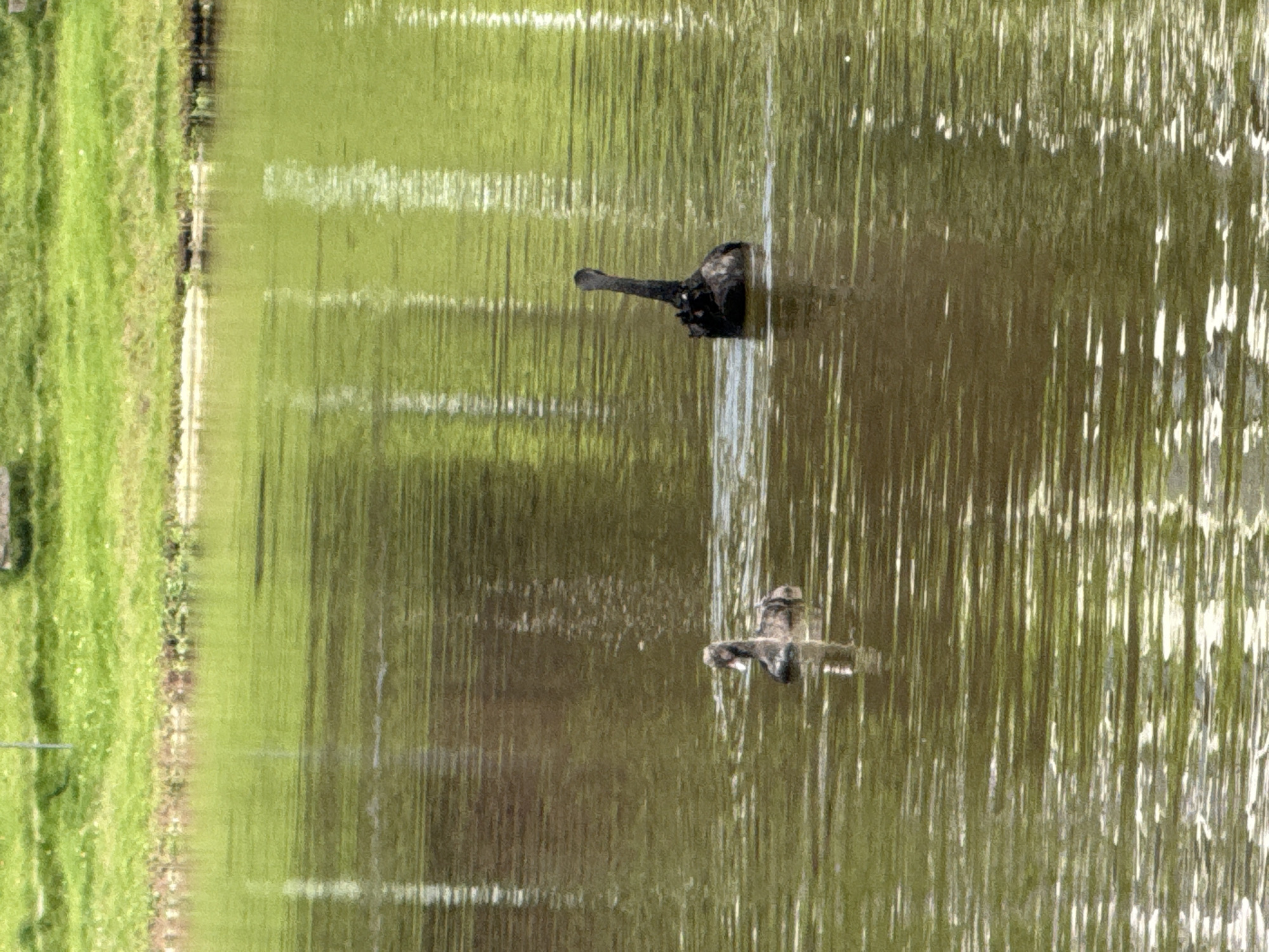 The image shows a body of water, likely a lake or pond, with a grassy bank to the left. Two birds are visible in the water; one appears to be a black swan and the other, a duck or similar waterfowl. The reflections in the water create a distorted, striped effect. The image is located in Jiangjin, China.