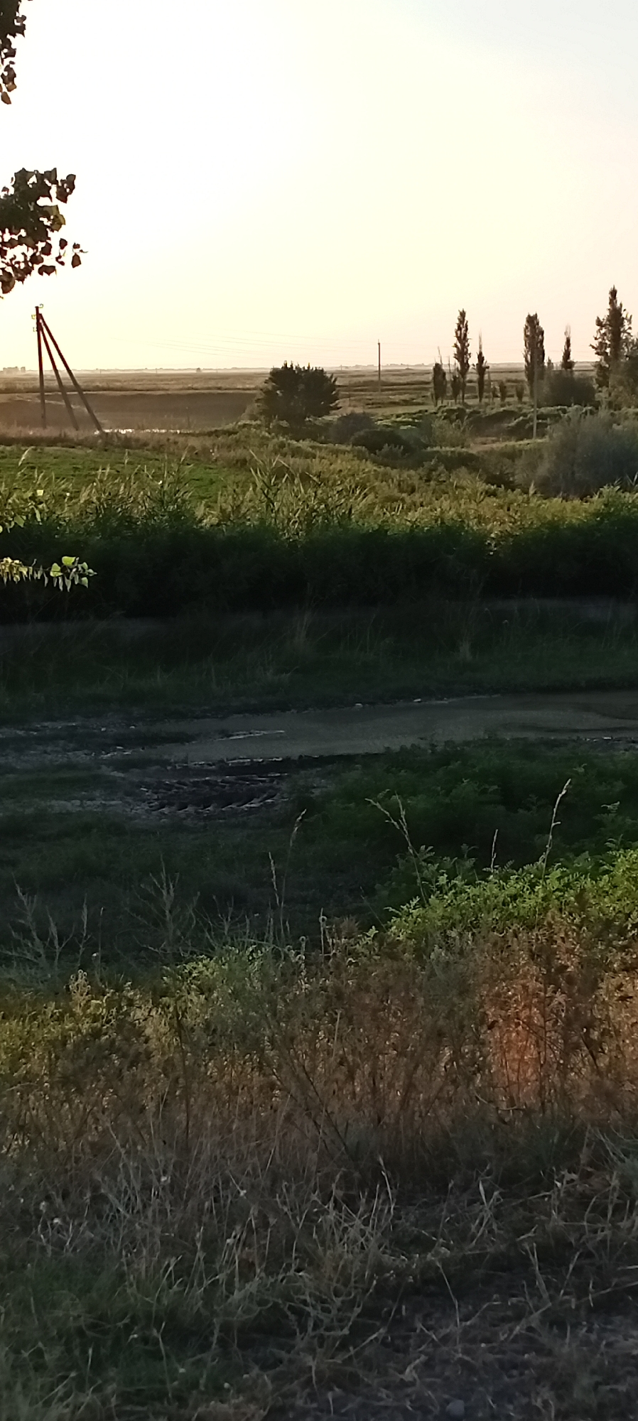 This is a vertical, medium-shot, outdoor photograph taken in the city of Aral, Kyrgyzstan, during the golden hour. The scene depicts a rural landscape with a focus on vegetation and a distant, hazy horizon.
In the foreground, a dense patch of dry, tall grass and weeds is illuminated by the warm, low-angled sunlight. The colors here are a mix of browns, yellows, and muted greens. Behind this, there's a band of darker, lush green vegetation, possibly bushes or a hedge, with taller, reedy plants interspersed. Further back, the terrain appears to be a field or pasture, with some darker patches that could indicate water or disturbed earth.
On the left side of the frame, a portion of a tree with green leaves is visible at the very top, and a wooden utility pole with diagonal support beams is also present, casting a shadow. A faint line of trees stretches across the middle ground, with a lone, bushy tree standing out against the horizon. Several tall, slender trees, possibly poplars, are clustered further to the right.
The background is characterized by a vast, flat expanse that fades into a light, hazy atmosphere, indicating distance. A few distant utility poles are visible on the horizon, suggesting a sparsely populated or agricultural area. The sky is a pale, washed-out yellow-orange, typical of sunset or sunrise.
There are no people or animals visible in the image. The overall impression is one of a quiet, natural environment transitioning into dusk or dawn.