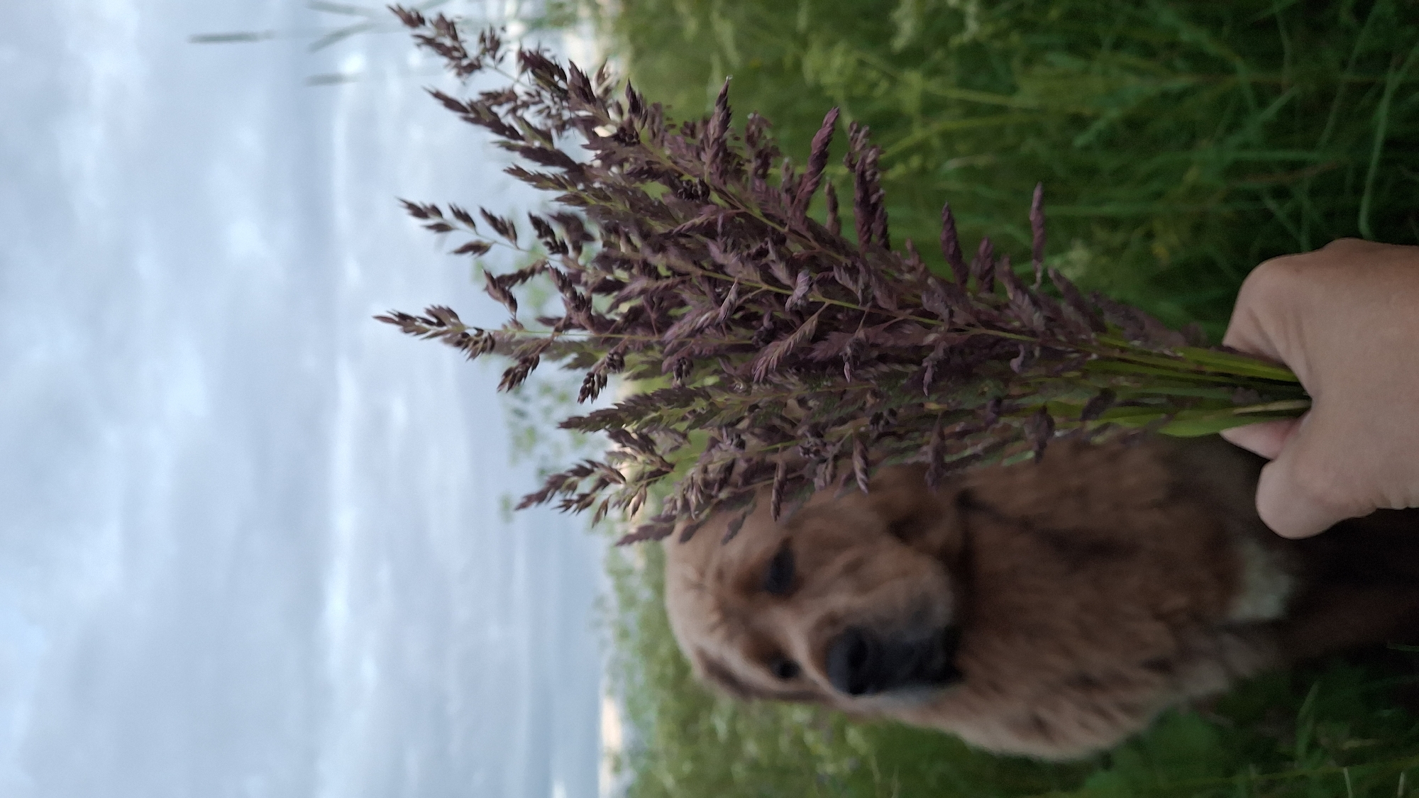A medium shot photograph depicts a person's hand holding a bouquet of dried grass stalks with reddish-purple seed heads. In the blurred background, a fluffy, brown dog with a dark snout sits in a field of tall green grass under a cloudy sky. The scene appears to be outdoors, likely in a rural or natural setting near Kempelevo, Russia, given the information provided. The focus is on the bouquet in the foreground, with the dog serving as a secondary subject.