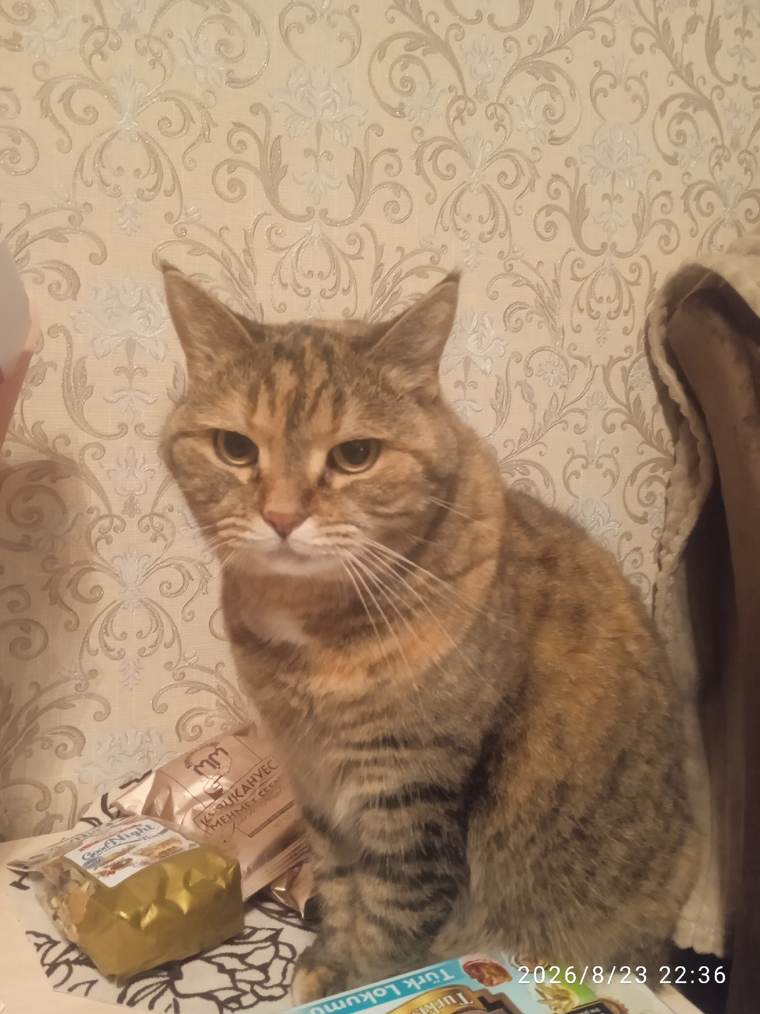 The image shows a tabby cat sitting on a surface with various packages in front of it. The cat has striped fur in shades of brown and orange, and its eyes are yellow. Behind the cat is a wall covered with patterned wallpaper. Some of the packages are gold or silver, and one has the words "Good Night" printed on it. Another package appears to have text in Turkish. The timestamp "2026/8/23 22:36" is visible in the lower right corner. The scene is indoors, likely in a residential setting. There is no indication of Lida, Belarus, in the image itself.