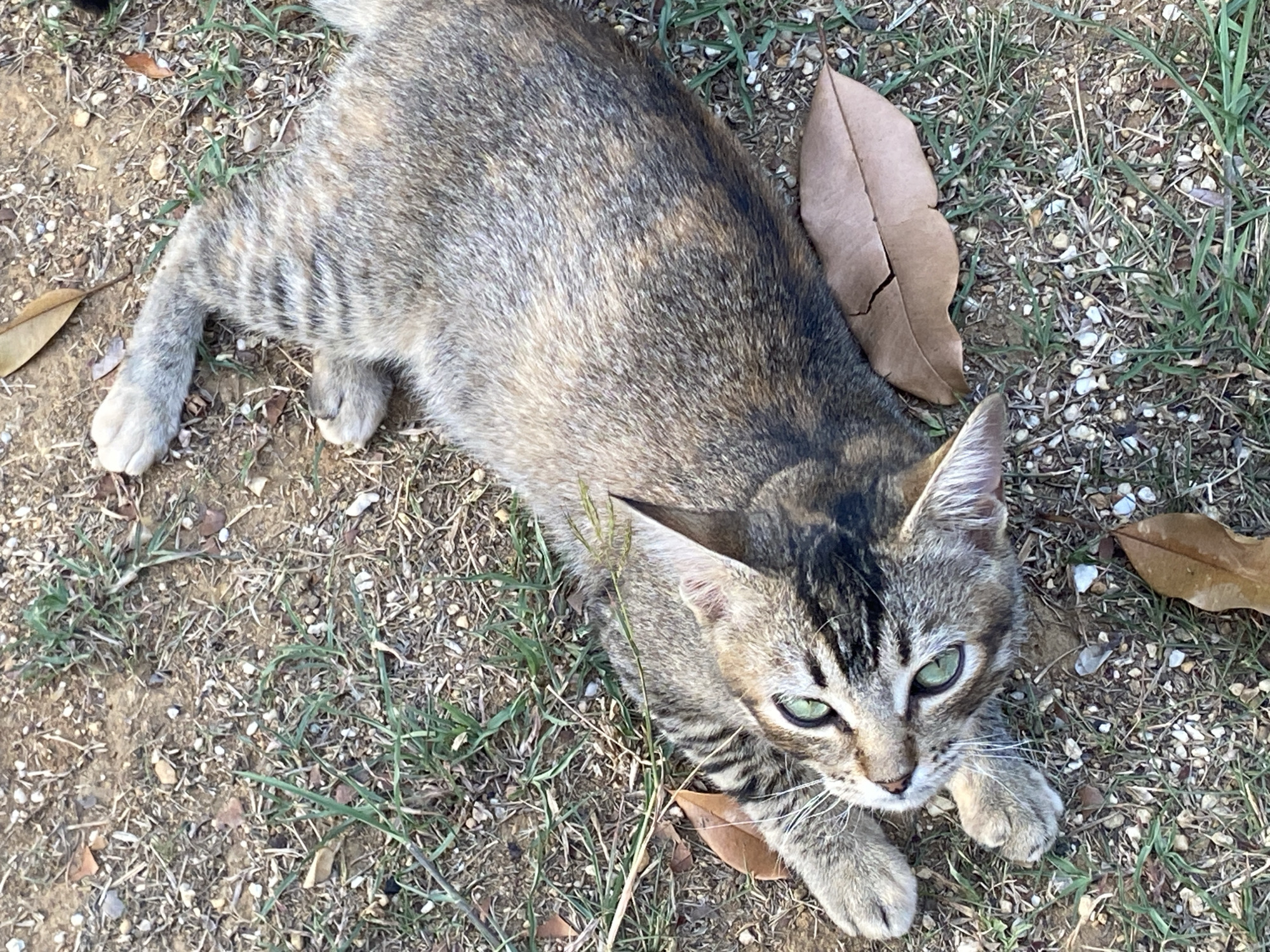 A gray and brown tabby cat with green eyes lies on the ground, which is a mix of dirt, small pebbles, sparse green grass, and a few brown leaves. The cat is in a relaxed pose, looking up towards the camera. The location is Tinaquillo, Venezuela.