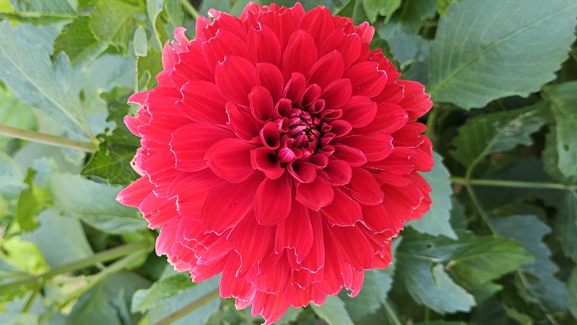 The image shows a close-up, vertical shot of a vibrant red dahlia flower in full bloom, set against a blurred background of green foliage. The dahlia's petals are tightly packed and layered, with serrated edges, creating a textured and intricate appearance. The center of the flower displays a darker, almost black, core with a swirling pattern of smaller, darker petals. The lighting appears to be natural, highlighting the rich color and delicate details of the petals. The background consists of out-of-focus green leaves and stems, suggesting the flower is part of a garden or natural setting. There are no people or animals visible in the image. The image does not provide any specific information about its location in the city of Prešov, Slovakia.