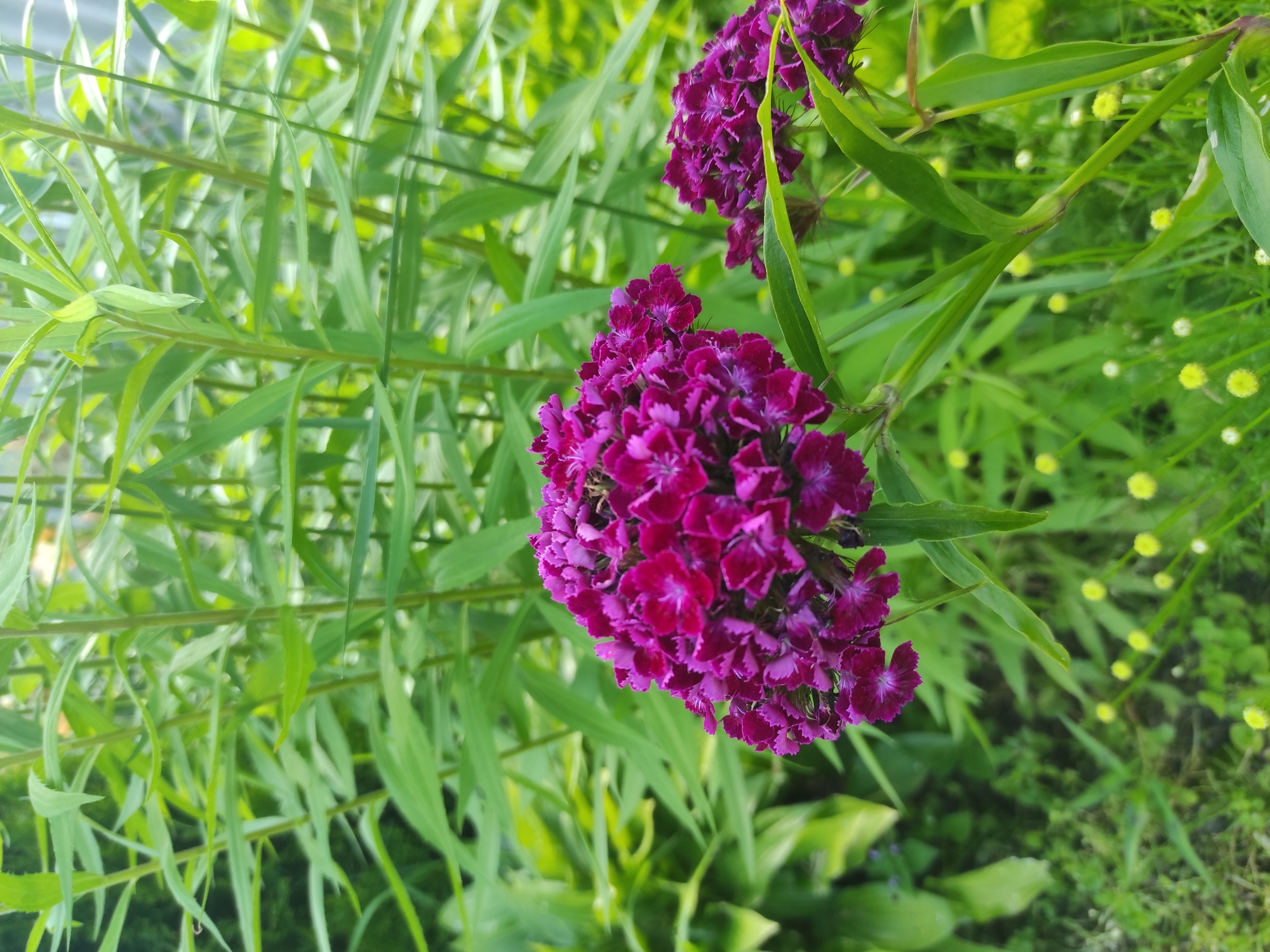 This is a close-up, vertical shot of purple dianthus flowers blooming in a garden. The flowers are clustered together in a vibrant, deep magenta hue with delicate, fringed petals. The image captures two main clusters of these flowers, with a smaller cluster partially visible in the background. They are surrounded by lush green foliage, including long, slender leaves and broader, heart-shaped leaves, creating a rich tapestry of green. In the background, small, bright yellow flowers dot the greenery, adding a cheerful contrast to the darker purple of the dianthus. The lighting suggests it is daytime, possibly late afternoon due to the soft, diffused light. There are no people or text visible in the image. The focus is entirely on the natural beauty of the blooming flowers and their surrounding garden environment.