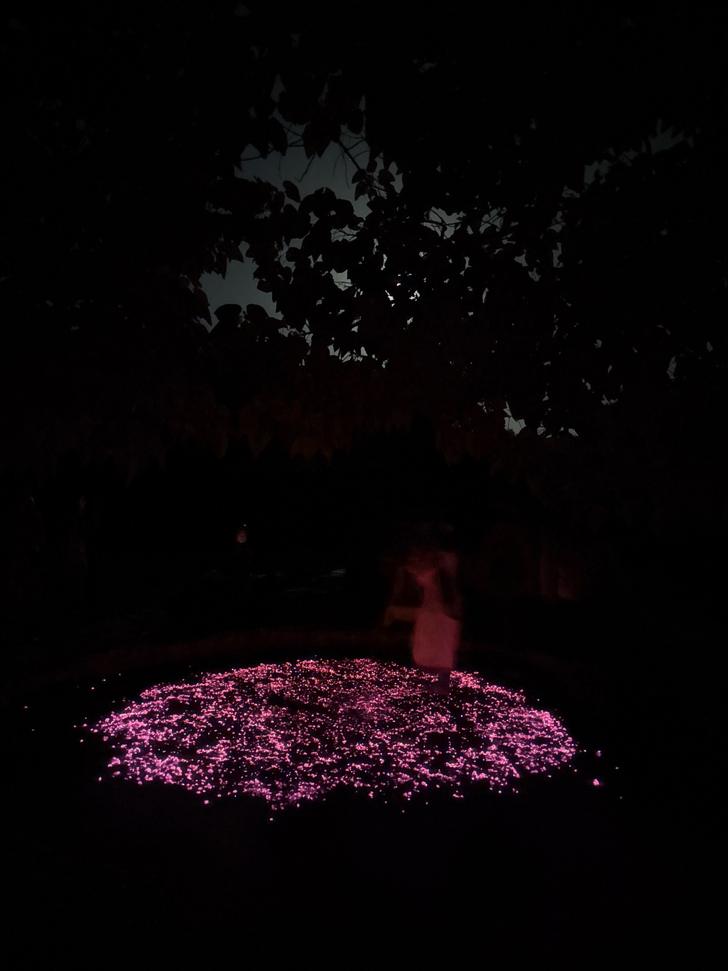 An outdoor night scene in Chernevo, Bulgaria, shows a patch of ground covered in small, glowing pink particles, resembling scattered confetti or small stones. Above this illuminated area, the dark silhouettes of tree branches and leaves are visible against a faintly lit sky, suggesting the presence of a moon or distant light source filtered through the foliage. In the background, a blurred, translucent figure, possibly a person in a light-colored garment, is dimly visible, appearing to stand near or within the glowing particles. The overall atmosphere is dark and somewhat mysterious, with the bright pink particles creating a focal point in the low-light environment.