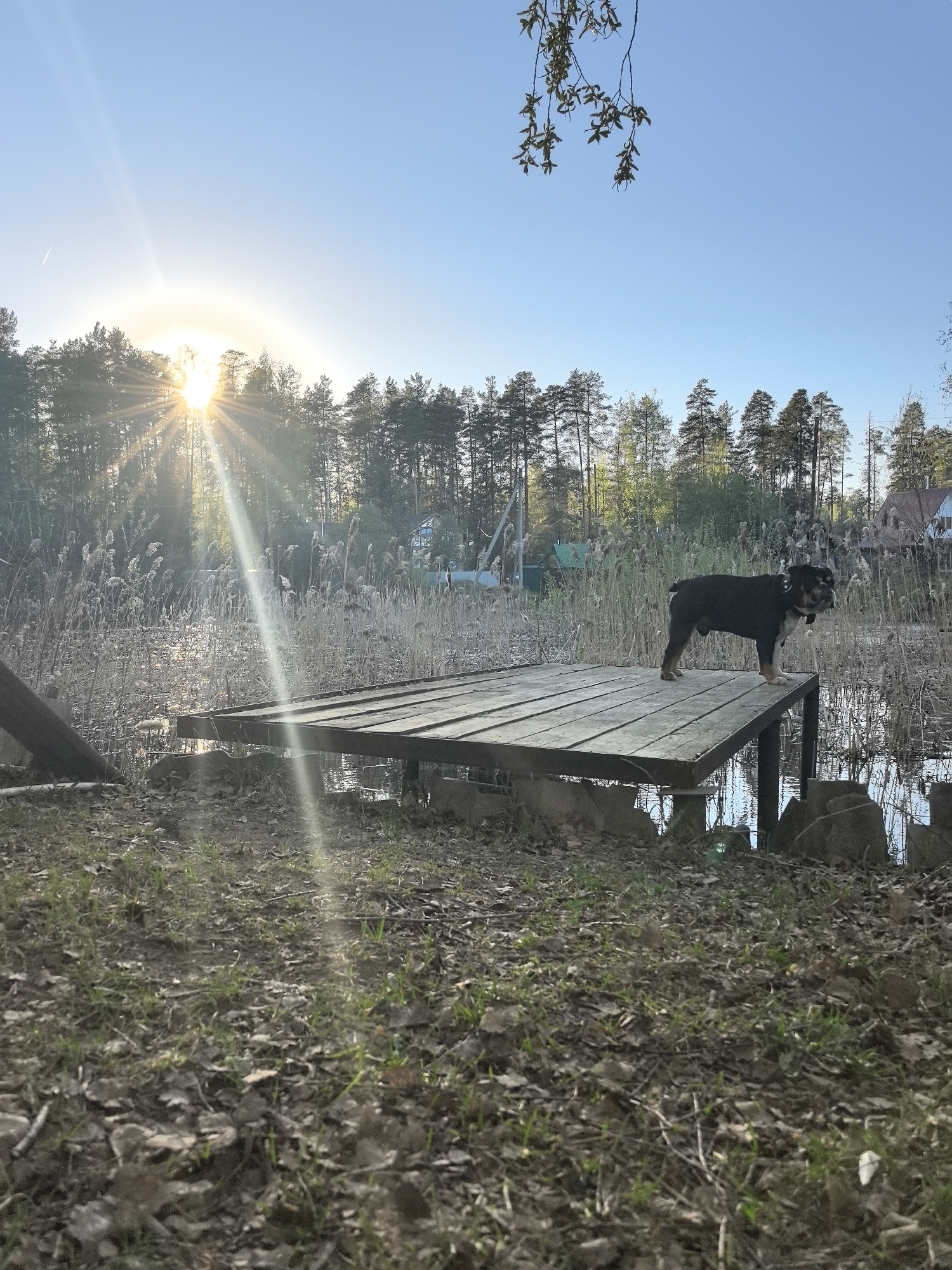 A sunny outdoor scene shows a Rottweiler dog standing on the corner of a wooden dock extending into a body of water. The sun is low on the horizon behind a line of trees. Light reflects off the water's surface and creates lens flare. Reeds and tall grass surround the dock. The foreground shows ground cover with leaves and vegetation. The location is likely in Noviy, Russia, though the specific evidence for that is not visually present in the image.