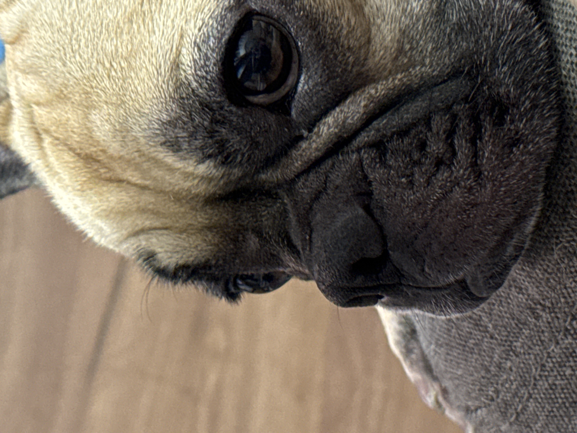The close-up image shows the side profile of a fawn-colored French Bulldog. The dog's head is mostly in focus, with its large, dark eye and wrinkled snout prominently featured. The dog appears to be wearing a gray fabric garment, possibly a sweater or harness, which covers its back and chest. The background is a blurred, light brown surface, suggesting it might be a wooden floor or a similar textured material. There is no visible context of Mikhaylovsk, Russia in the image.