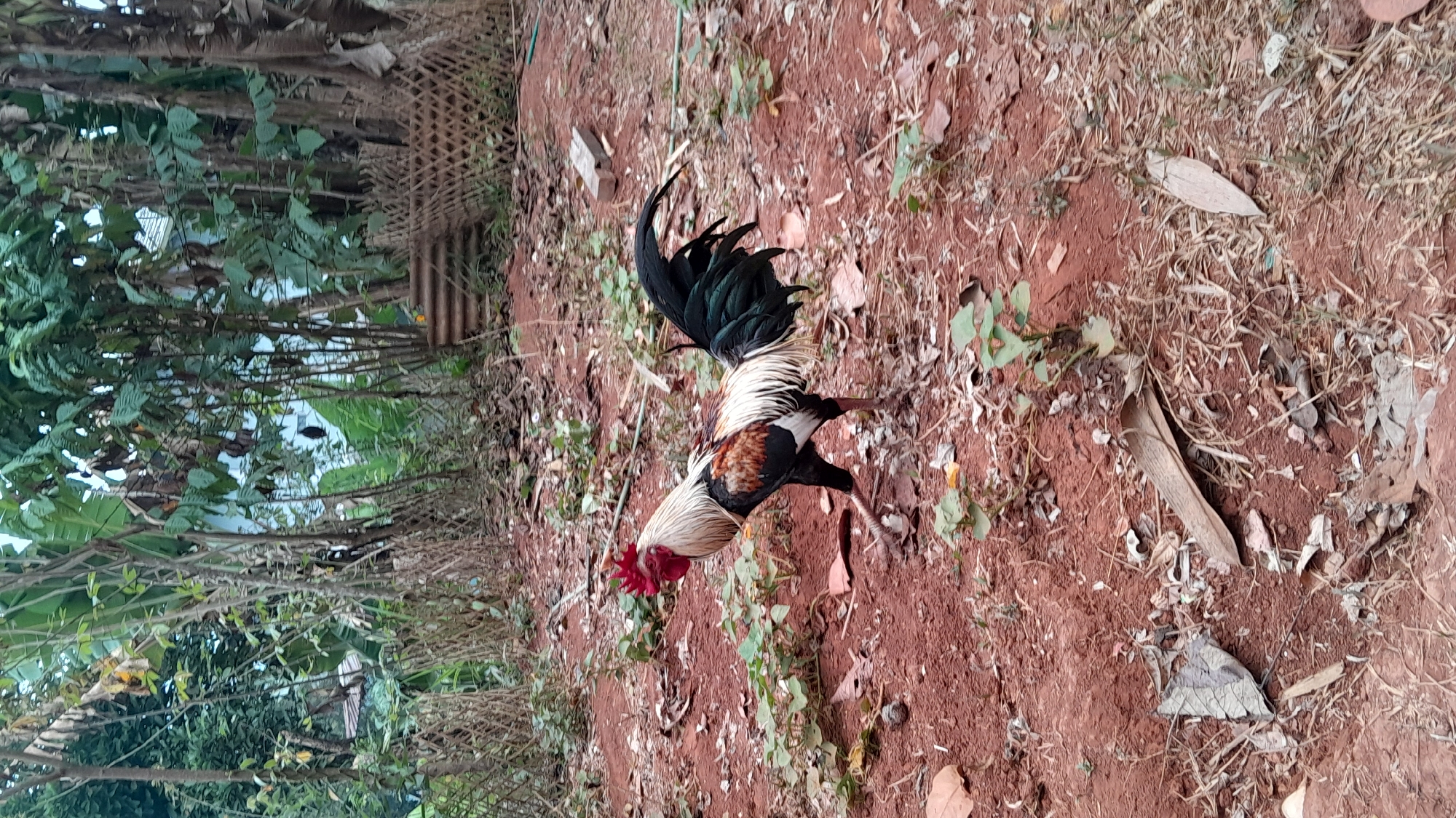 A rooster with white, black, and reddish-brown plumage walks on reddish-brown dirt in a rural area. The rooster has a red comb and wattle. The ground is covered with fallen leaves and some green vegetation. In the background, there are trees and foliage. A woven bamboo structure is visible behind the rooster. The scene appears to be an outdoor yard in Sumedang, Indonesia.