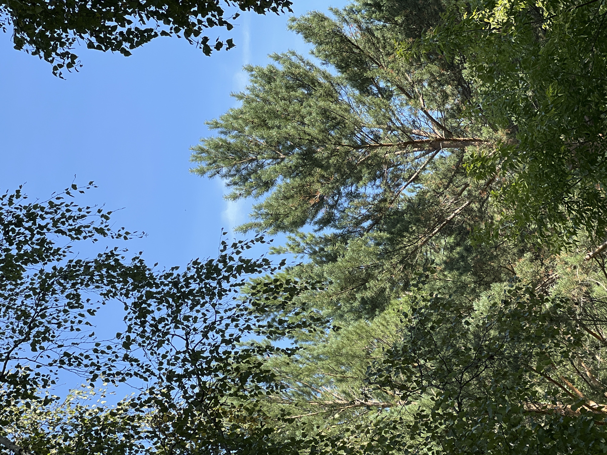 The image depicts a dense forest canopy against a clear blue sky. In the foreground, the branches of birch trees with light green leaves frame the scene from the top and sides. The middle ground is dominated by tall pine trees with lush green needles. The background consists of more evergreen trees and a glimpse of the clear sky. The lighting suggests it is daytime, with sunlight filtering through the leaves. There are no people or animals visible in the image, and no specific man-made objects are apparent. The overall environment is natural and appears to be a forest or park area. While the image is provided as part of a set of crops from Krasnoyarsk, Russia, no specific geographical landmarks or indicators within the image itself confirm this location.