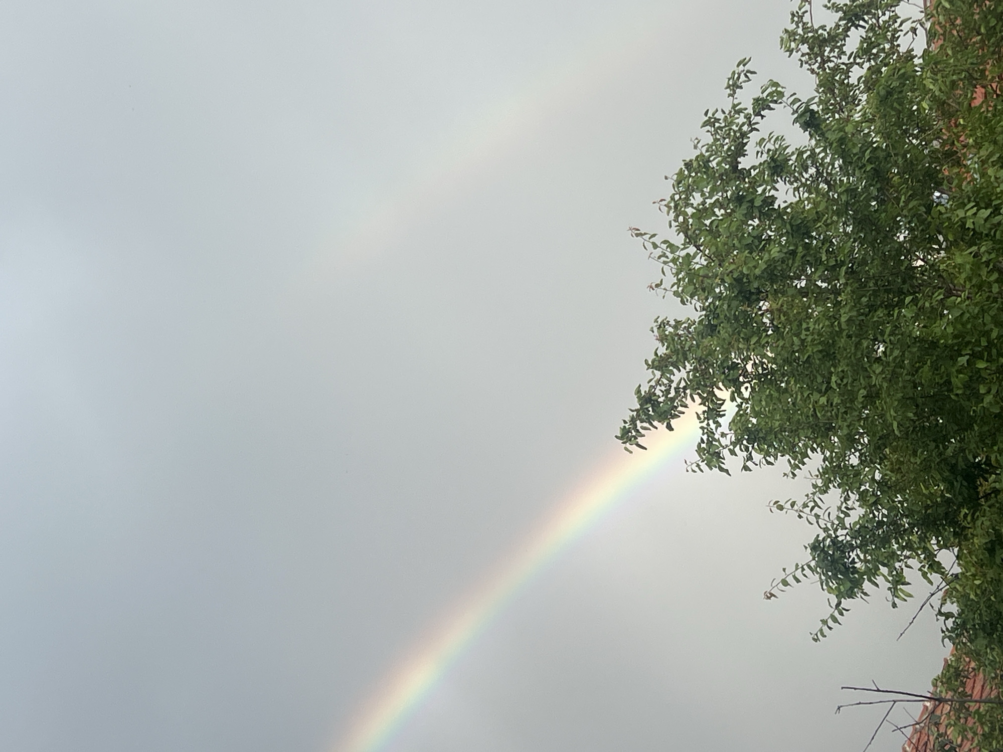 The image displays a double rainbow arcing across a mostly overcast, grey sky in Tazha, Bulgaria. A vibrant primary rainbow is clearly visible, extending diagonally from the lower left corner towards the upper right. Its full spectrum of colors, from red on the outer edge to violet on the inner, is distinct. Above and to the left of the primary rainbow, a fainter, secondary rainbow can be discerned, characterized by its reversed color order.
On the right side of the frame, a lush, green leafy tree with dense foliage dominates the mid-ground and background, partially obscuring the upper portion of the primary rainbow and reaching towards the top right corner. Below the tree, a segment of a reddish-brown tiled roof is visible, suggesting a nearby building or structure. The sky is bright but uniformly grey, indicating an overcast day or recent rainfall, which has created the conditions for the rainbows to appear. No specific time of day is discernible, but rainbows typically form when the sun is relatively low in the sky, either in the morning or late afternoon, and behind the observer. There is no visible text in the image. The scene captures a moment of natural beauty following a weather event.