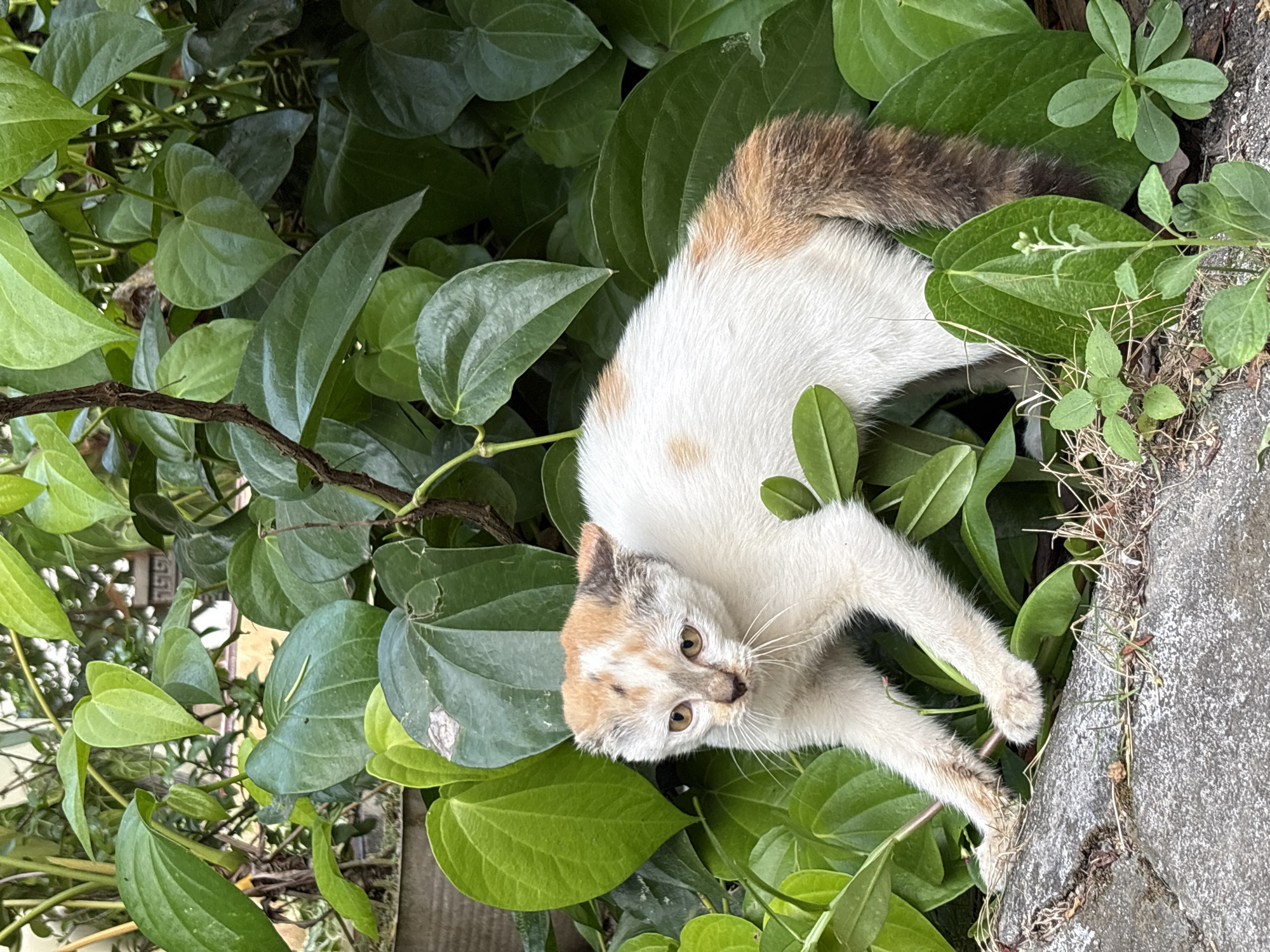 A calico kitten is crouched low among lush green foliage in Gadingrejo, Indonesia. The kitten's fur is primarily white with patches of orange and brown. Its eyes are wide and amber-colored. The surrounding environment consists of dense, broad leaves of various shades of green, with some dry grass and a rough, gray concrete surface in the foreground. The scene suggests a natural or semi-natural outdoor setting within a residential or garden area in Gadingrejo.