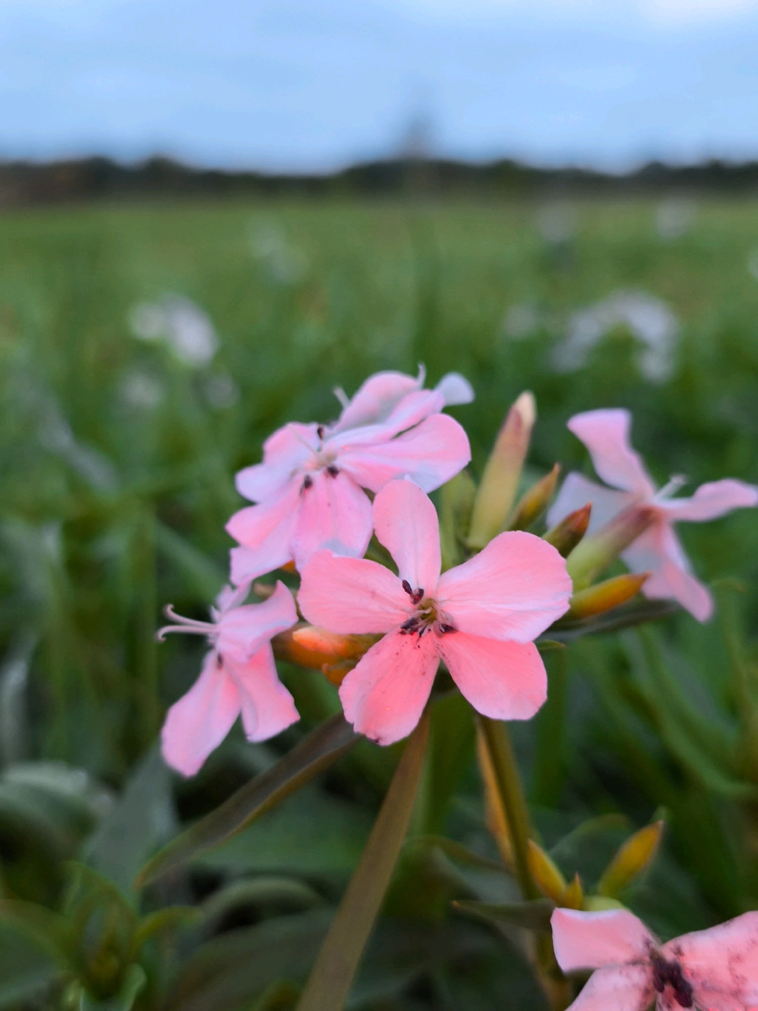 A close-up, eye-level shot showcases a cluster of delicate pink flowers in soft focus. The petals of the flowers are a light pink hue with darker pink speckles towards the center. Several of the flowers are fully bloomed, revealing their intricate structures and subtle veining. In the background, a blurred expanse of vibrant green foliage creates a soft backdrop, hinting at a natural setting. The sky above is a muted blue, transitioning into a darker grey towards the horizon, suggesting either early morning or late evening. The image does not contain any people, actions, or interactions. The scene appears to be located in an outdoor environment, possibly a garden or meadow, with no discernible man-made structures or urban elements. The location within the city of Mahilyow, Belarus, cannot be determined from the visual information provided.