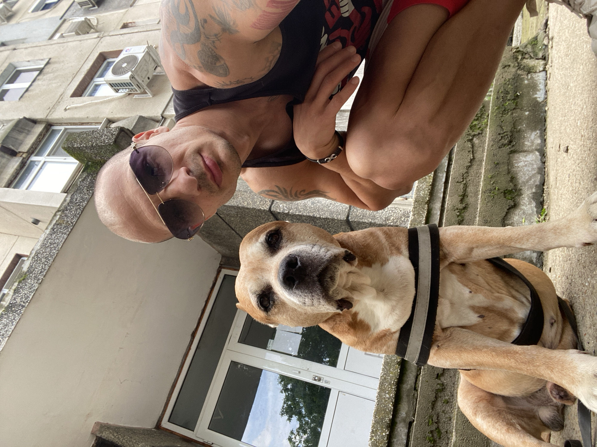 The image shows a man and a dog outdoors on a bright, sunny day in what appears to be Pleven, Bulgaria. The man, positioned in the upper part of the frame, has a shaved head, is wearing sunglasses, and a black tank top that reveals extensively tattooed arms. He also wears a black bracelet with an infinity symbol on his wrist and looks towards the camera with a slight smile.
Below the man is a tan and white short-haired dog, possibly a pit bull or similar breed, wearing a black harness. The dog is looking directly at the camera with an alert expression.
The background features a multi-story concrete or stucco building with visible windows and an external air conditioning unit. The ground beneath the subjects consists of concrete steps or pavement, showing some signs of wear and moss. A large glass door or window is visible behind the dog, reflecting the sky and some green trees. The overall setting suggests an urban or suburban environment with older architecture. No discernible text is visible in the image.
