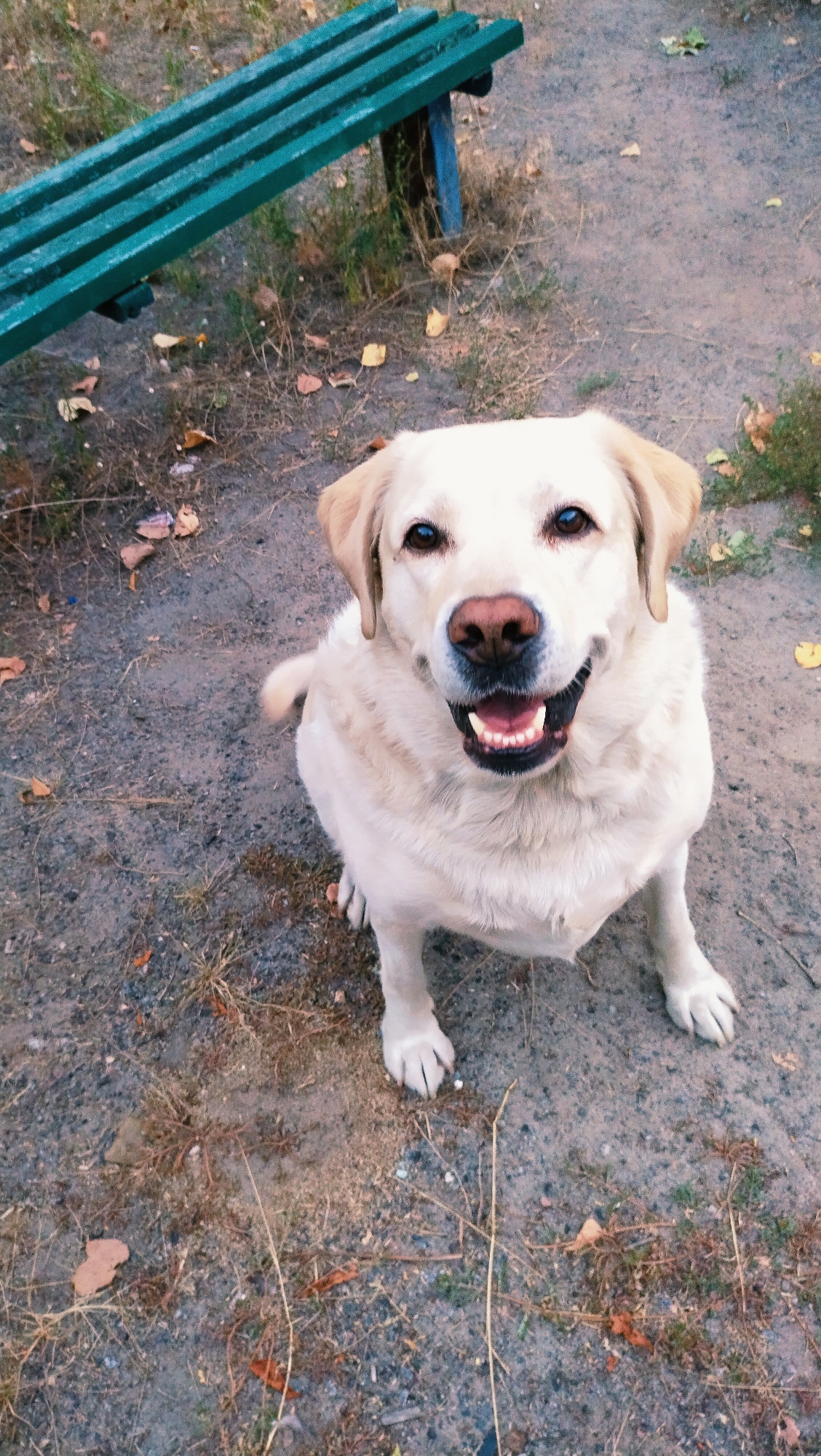 A light-colored Labrador Retriever sits outdoors on a dirt and gravel surface. The dog is facing forward, looking directly at the camera with its mouth slightly open, revealing its teeth and tongue. To the left of the dog, a portion of a green park bench is visible, with dry leaves scattered on the ground around it. The background consists of dry grass and dirt, typical of an outdoor area in Horishni Plavni, Ukraine during autumn.