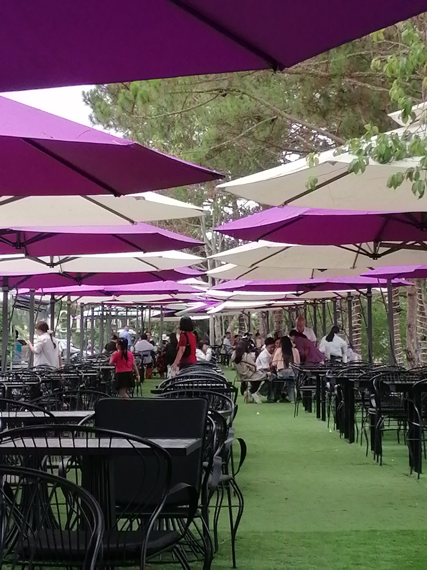 The image shows an outdoor cafe in Da Lat, Vietnam. The space is covered with alternating purple and white umbrellas. Several tables and chairs are arranged in rows, mostly unoccupied. People are scattered throughout the cafe, some standing and some seated. The ground is covered in green artificial turf. Trees are visible in the background.