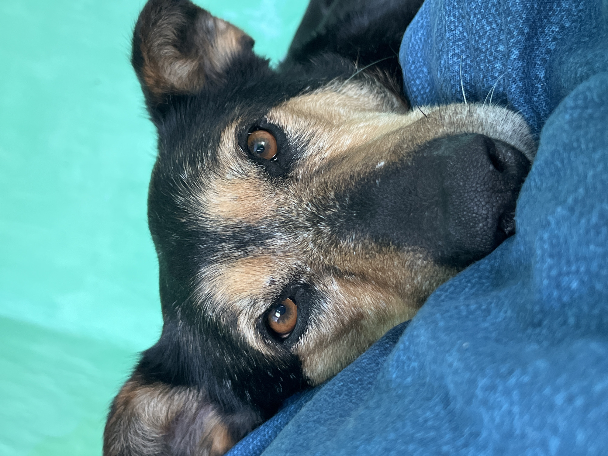 An overhead close-up shot captures a dog's face. The dog, with tan and black fur, rests its head on a blue textured fabric, possibly a blanket or clothing. Its warm brown eyes are directed forward, and its dark nose is prominent. The background is a vibrant teal-green, possibly a wall or backdrop. The dog appears relaxed and comfortable. There is no discernible location within the city of Nizhny Tagil, Russia, or any other specific geographical context provided by the image itself.