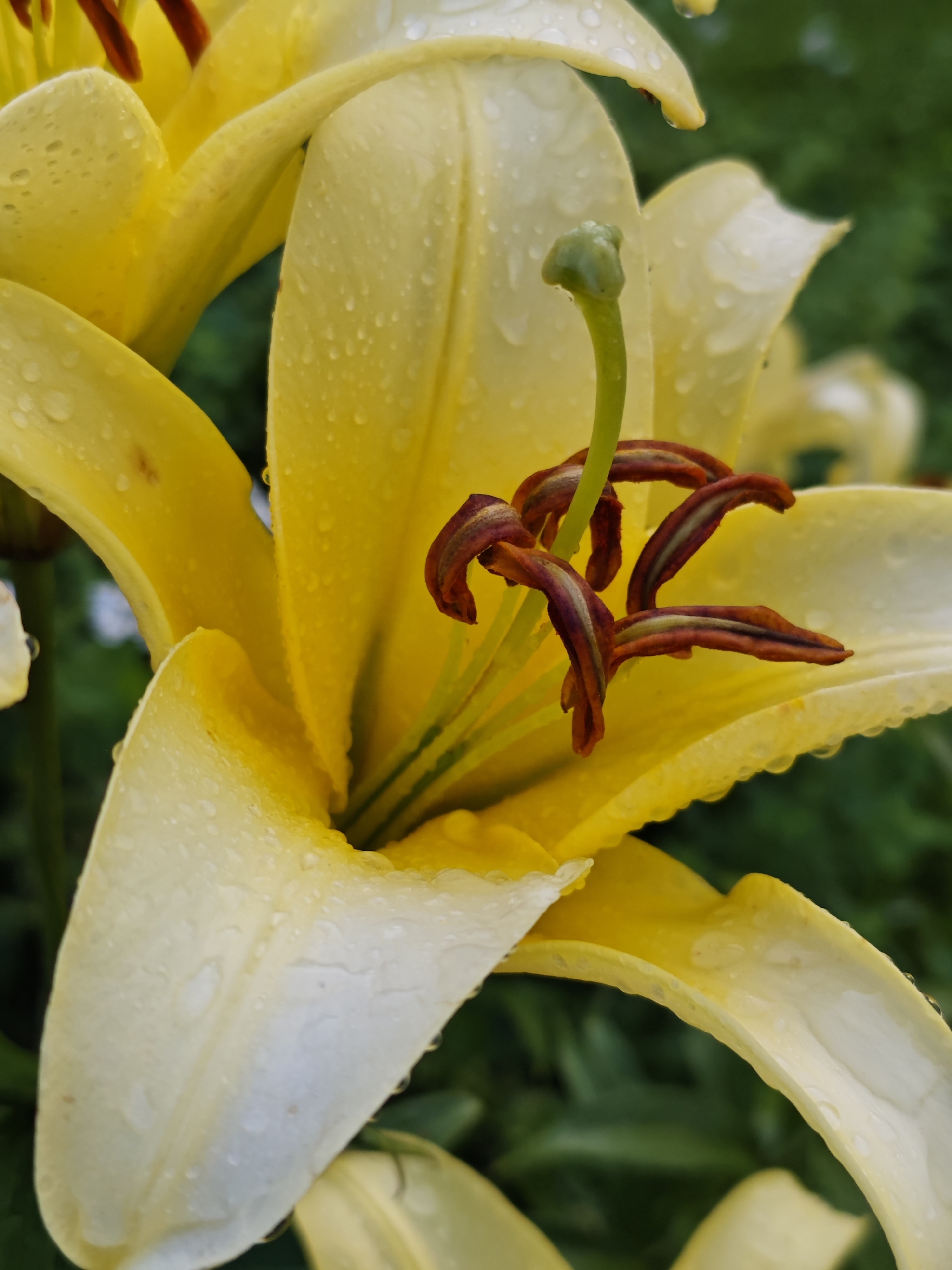 A close-up, vertical, eye-level shot features a vibrant yellow lily, glistening with water droplets. The flower is the primary subject, its petals a soft yellow, transitioning to a lighter cream towards the edges. The center of the lily reveals intricate details: a pale green pistil stands erect, while dark red anthers with brown pollen are splayed outwards, creating a striking contrast.
Water droplets are scattered across the petals, indicating recent rain or dew, and adding a fresh, natural aesthetic to the bloom. The background is a blur of deep green foliage, suggesting the lily is growing outdoors in a garden or natural setting. The lighting appears to be soft, possibly from an overcast sky or diffused sunlight, enhancing the delicate textures of the flower and the water.
No people or specific objects other than the lily are visible. The scene is peaceful and serene, evoking a sense of natural beauty and the freshness of a post-rain environment. The location context of Podosinki, Russia, is noted but not visually discernible from the image itself. There is no visible text within the frame. The focus is entirely on the intricate beauty of the lily.