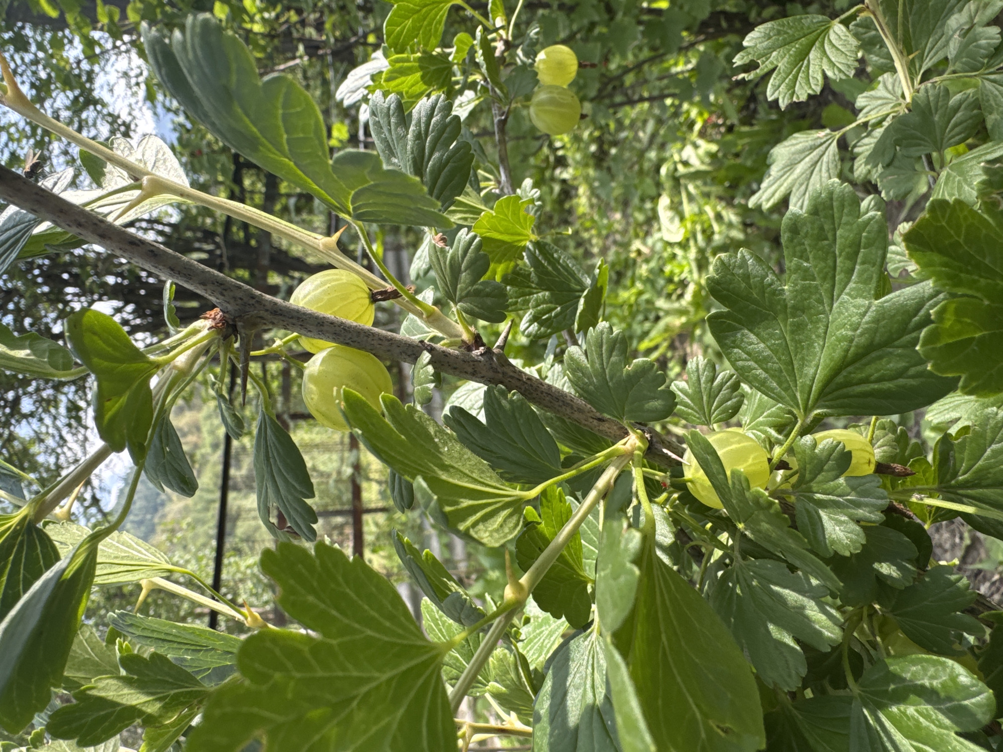The image shows a close-up view of a gooseberry bush in Koklaisai, Kazakhstan. The gooseberries are light green and round, clustered on a thorny branch. They are surrounded by large, serrated green leaves. The sunlight filters through the leaves and branches, creating dappled light and shadows. The background is blurred, suggesting an outdoor setting with trees and foliage. The overall impression is one of natural abundance and the bounty of summer. There is no visible text in the image. The time of day appears to be daytime, with bright sunlight indicating fair weather. The location context suggests a rural or garden setting. The image evokes a feeling of freshness and natural beauty.