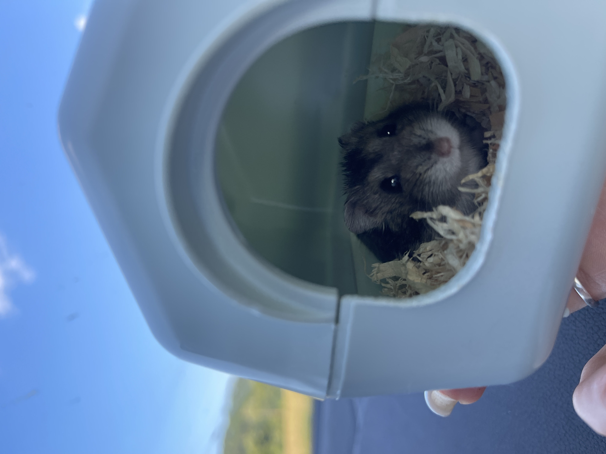 A dark grey hamster with visible black eyes, a pinkish nose, and prominent whiskers is positioned within a light-colored, possibly white or light blue, plastic carrier shaped like a small house with an arched entrance. The interior of the carrier contains light brown wood shavings. The carrier is held by a human hand, distinguished by long fingernails with light-colored polish and a silver-toned ring on the ring finger. The background consists of a clear blue sky with some diffuse white cloud formations in the upper section, and a blurred landscape featuring green foliage and distant elevated terrain on the left. The surface directly beneath the carrier is dark and indistinct. The scene is illuminated by bright natural light, suggesting an outdoor setting during daytime. This image was captured in the city of Balgarski Izvor, Bulgaria.