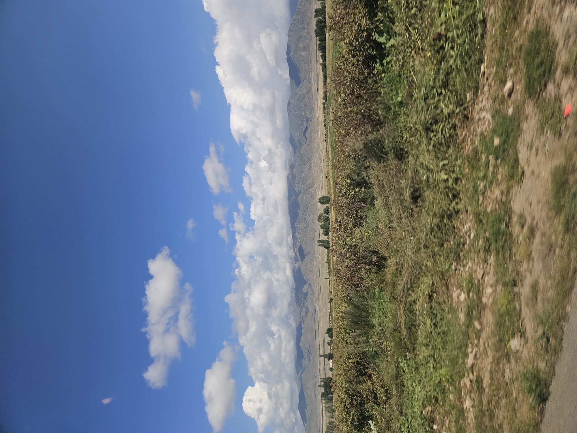 This is a wide-angle, eye-level shot of a rural landscape under a bright blue sky dotted with fluffy white clouds. In the foreground, a dirt path with scattered stones runs horizontally across the bottom of the frame, suggesting movement or a road. Beyond the path, a field of dense, green vegetation with some brown, dry stalks dominates the mid-ground. Further back, a line of trees, mostly tall and slender, stretches across the horizon. Behind the trees, a range of rolling, brown and green mountains forms the backdrop, their peaks partially obscured by shadows and a hazy atmosphere. The scene appears to be located in the vicinity of Choktal, Kyrgyzstan, given the geographical features and vegetation commonly found in the region. There are no people or animals visible in the image.