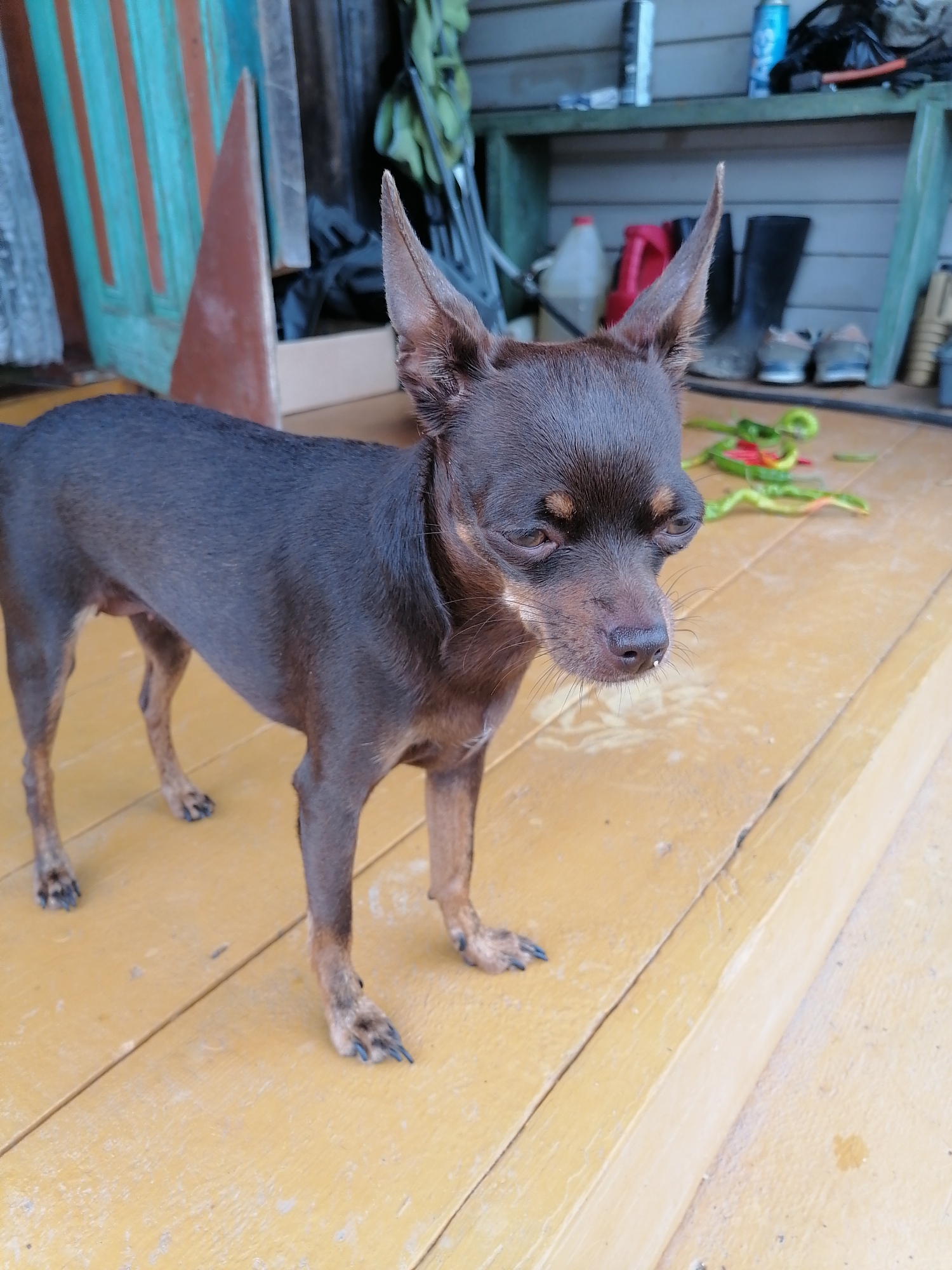 A brown Miniature Pinscher dog stands on a yellow wooden deck. The dog is facing to the right, with its head turned slightly towards the camera. It has large, erect ears, a slender build, and dark brown fur with lighter brown markings on its face and legs. Behind the dog, there is a cluttered background with shelves holding various items, including boots, bottles, and bags. There are also some colorful chili peppers scattered on the deck in the background. The overall impression is a candid shot of a pet in an outdoor, utilitarian setting.
