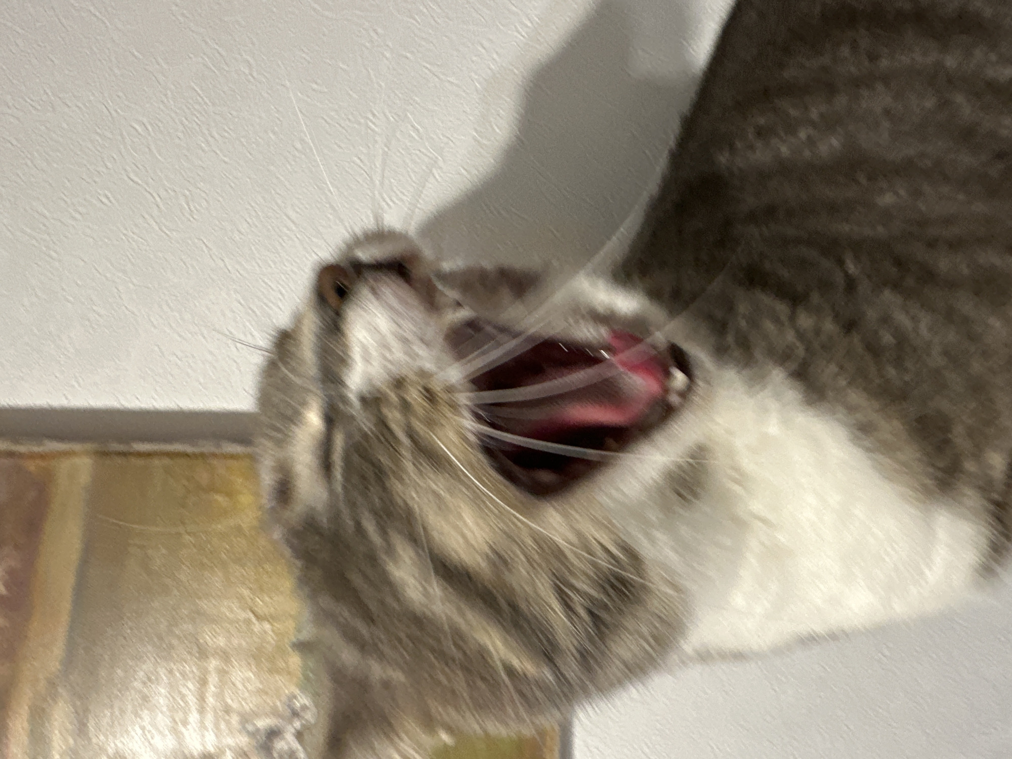 A domestic tabby cat is captured in a close-up, slightly blurred image, likely mid-yawn or vocalization. The cat's mouth is wide open, revealing a pink tongue and partially visible teeth, with white whiskers extending from its snout. Its eyes appear mostly closed due to the motion and action. The fur is a mix of grey and brown tabby stripes on its head and body, with a prominent white patch on its chest and chin. The background consists of a light-colored, textured wall (possibly white or off-white). To the upper left, an out-of-focus, rectangular object, possibly a framed artwork, displays muted warm tones of gold and brown. A subtle shadow of the cat is cast on the wall to the right. The indoor setting with a textured wall and abstract artwork provides no discernible geographical identifiers; therefore, the location in the city of Unknown, Unknown cannot be determined.
