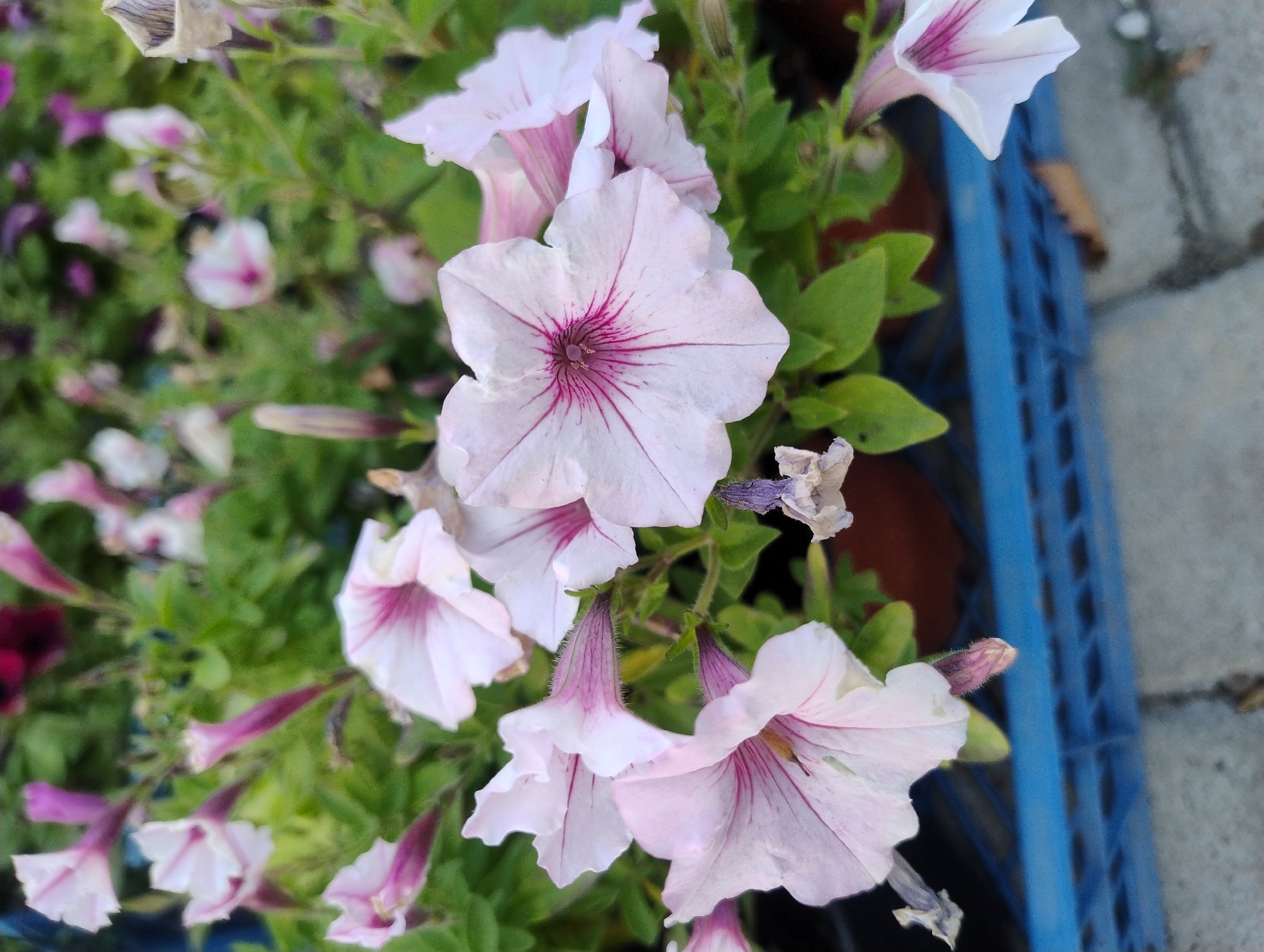 The image shows a close-up of several light pink petunia flowers with deep pink veins. The flowers are in various stages of bloom, with some fully open and others still budding. The background consists of green foliage and a blurry blue plastic crate. The scene appears to be an outdoor setting, possibly a garden or nursery.