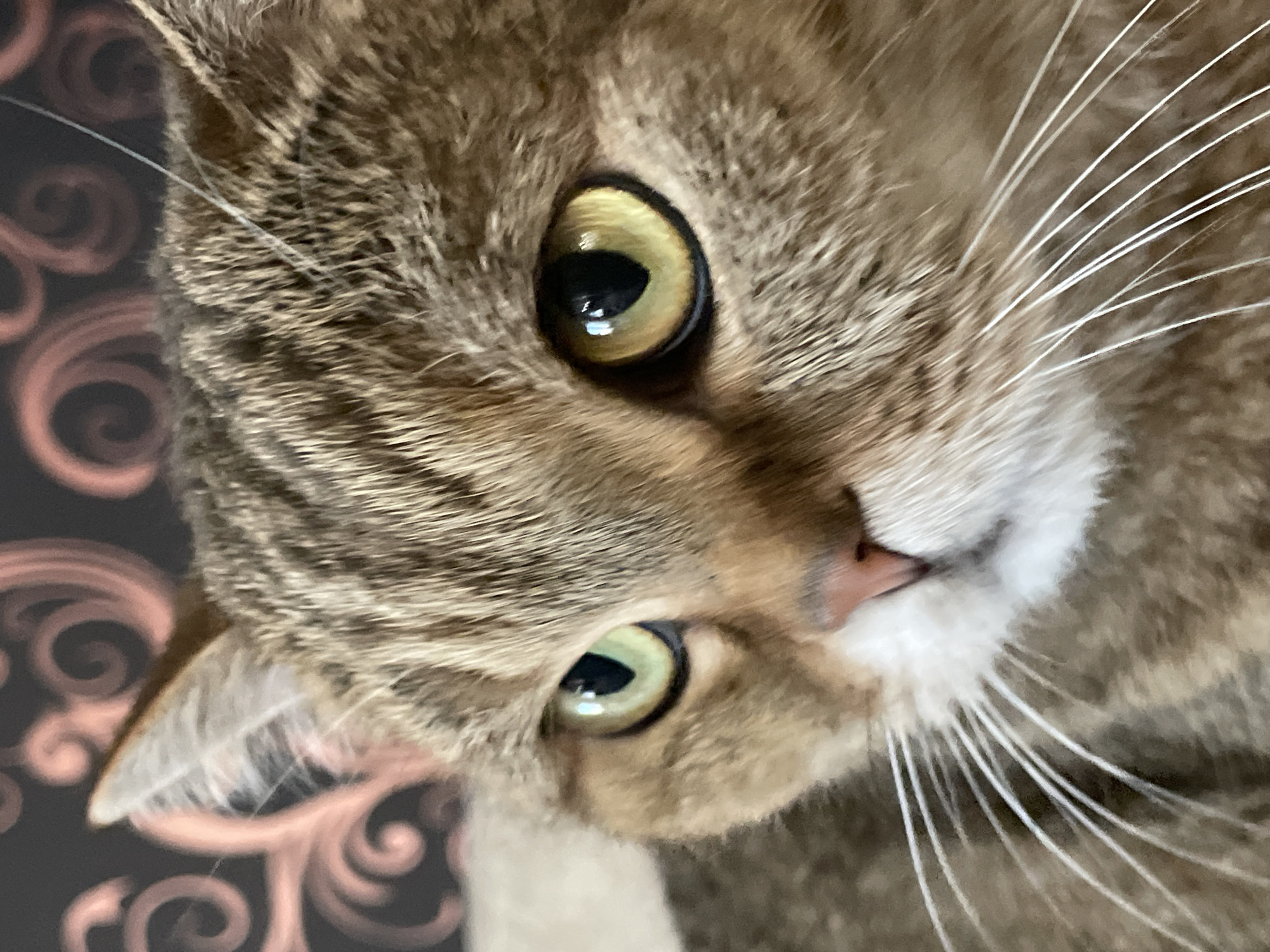 A close-up, eye-level shot focuses on the face of a brown tabby cat against a blurred dark background with swirling pink patterns. The cat's head is angled to the left, with its body extending out of frame to the left. The cat's fur is a mix of brown and gray stripes. Its right eye, prominent in the foreground, is a bright yellow-green with a dark pupil and is reflecting a light source. The left eye is partially visible, showing a similar green hue. The cat's nose is pink, and its white whiskers fan out from its muzzle. The background consists of a dark surface with abstract, curly pink designs, possibly wallpaper or fabric. The lighting is soft, highlighting the cat's features.