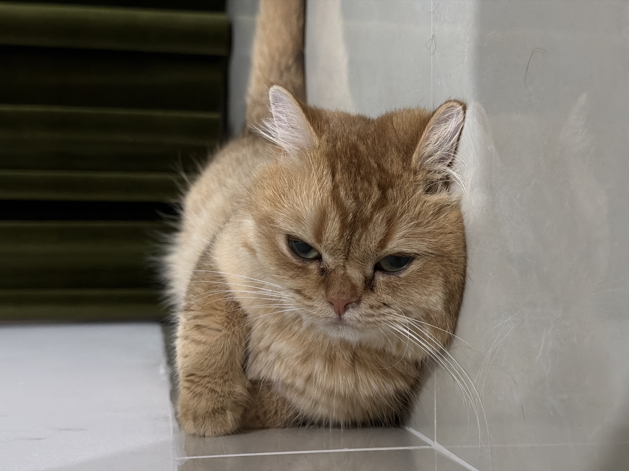 An orange Persian cat lies on its side on a tiled floor, its head resting near a white wall. The cat's eyes are open and it appears to be looking slightly upwards. Behind the cat, a dark green curtain hangs. The image is taken indoors, likely in a residential setting, and there is no indication of the specific location in Đà Nẵng, Vietnam.
