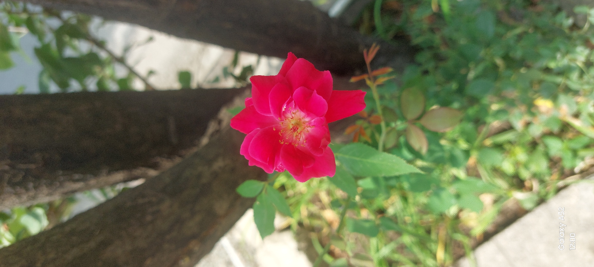 A close-up, vertical shot captures a vibrant pink rose in full bloom, its petals unfurling to reveal a delicate yellow stamen at its center. The rose is positioned slightly off-center to the right, drawing the viewer's eye. Behind the flower, the rough, dark bark of two tree trunks creates a natural frame, suggesting an outdoor setting. Green foliage, blurred and out of focus, fills the background, hinting at a garden or park environment. The lighting is natural, casting soft shadows and highlighting the rose's rich color. The overall impression is one of natural beauty and tranquility, likely captured in a garden within Ganja City, Azerbaijan, given the "Galaxy A52 12:00" watermark visible at the bottom left, which often indicates a timestamp and device model.