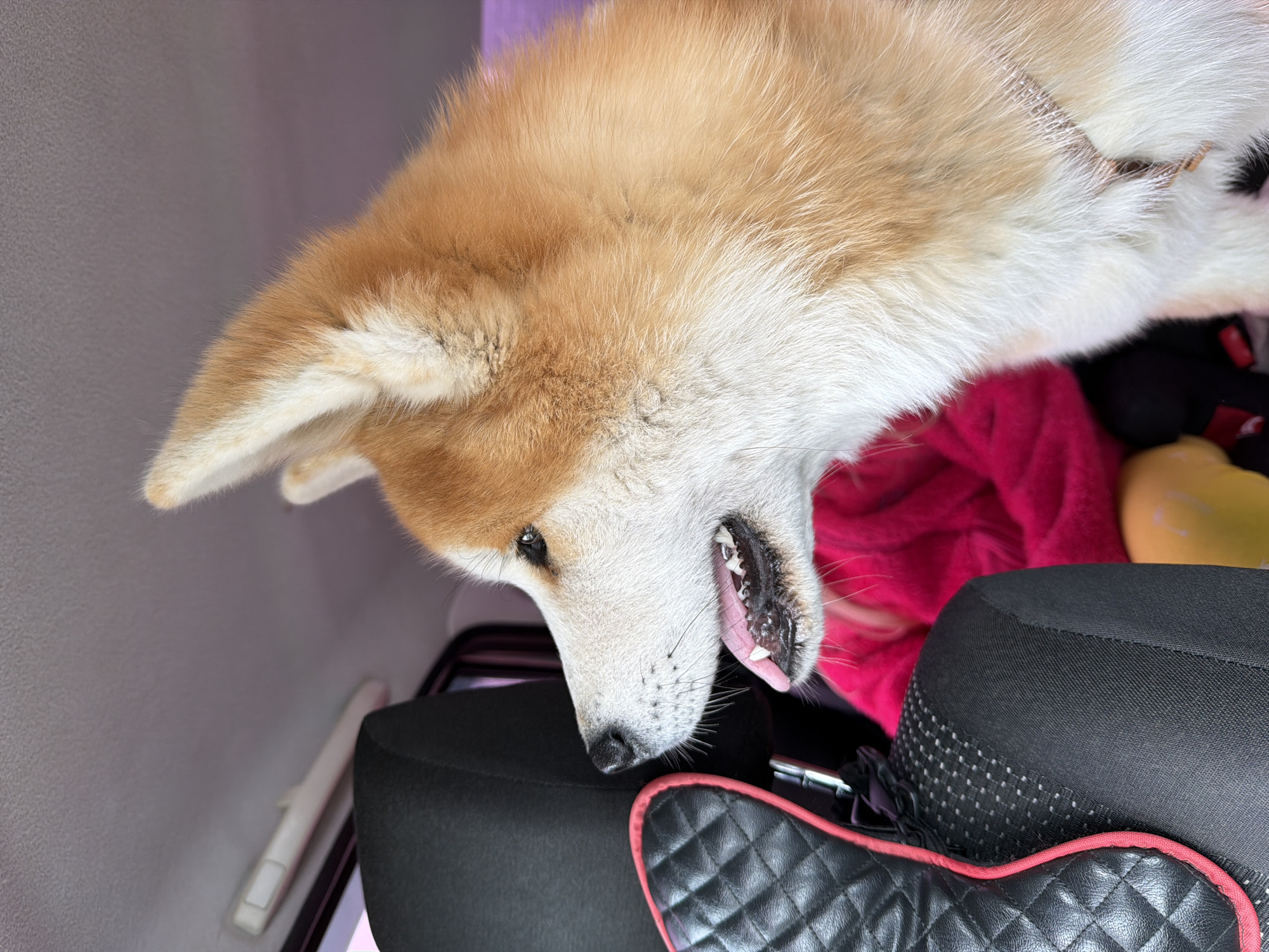 An overhead shot captures the head and upper body of a fawn and white Akita dog inside what appears to be a car interior. The dog, predominantly light brown and white fur, is positioned upside down relative to the frame, with its head tilted downwards and slightly to the left. Its mouth is slightly open, revealing its teeth and a pink tongue. One dark eye is visible, looking towards the bottom right of the frame, conveying a curious or engaged expression.
The background consists of various elements suggesting a vehicle's interior. On the left and top, a light gray textured surface, likely the car's ceiling or side panel, is visible. A white grab handle is partially seen on the left side. Below the dog's head, a black car seat or headrest provides a surface for the dog to lean on. A black quilted accessory with red trim is positioned in the bottom right corner, possibly a seat cover or a personal item. Behind the dog's head, a vibrant pink blanket or cloth is crumpled, and a black hat with white polka dots pattern is visible. A yellow object is also partially seen in the background. The lighting suggests daytime, possibly natural light filtering into the car. No text is visible in the image. The scene conveys a moment of the dog interacting with its surroundings inside a car.