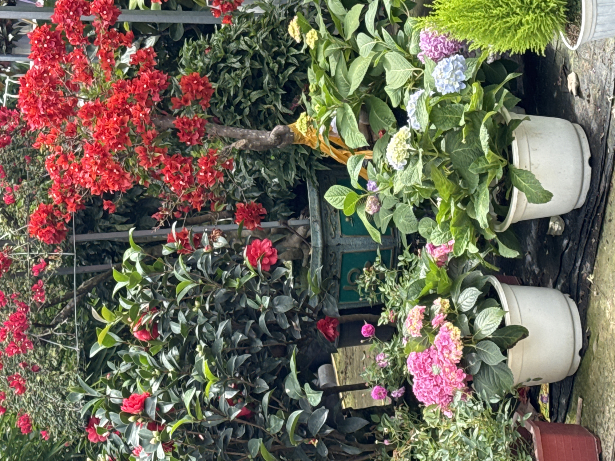 The image depicts a vibrant display of flowering plants, likely in a nursery or garden center in Da Lat, Vietnam. In the foreground, several potted hydrangeas showcase a variety of colors, including bright pink, soft blue, and creamy white clusters of blossoms. To the left, a large white pot overflows with lush pink hydrangeas, while to the right, a conical evergreen shrub with bright green foliage stands out.
Behind the hydrangeas, a dense arrangement of darker green foliage and red flowers is visible. A tree with a gnarled trunk, adorned with yellow ribbon, is partially obscured by a large pot, and its upper branches are covered in numerous small, intense red flowers. Further back, more greenery and red flowers are present, suggesting a rich and diverse collection of plants. The plants are arranged outdoors, with a hint of a concrete or paved surface underneath, and some natural light suggests it is daytime. The overall impression is one of abundant natural beauty and careful cultivation.