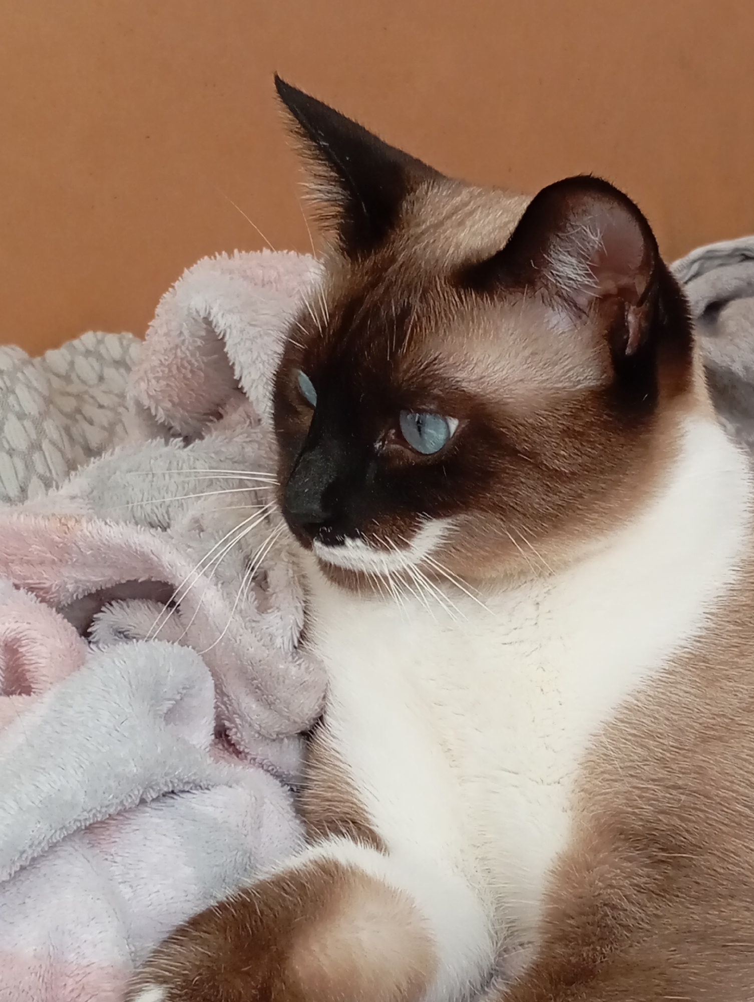 A close-up, eye-level shot features a Siamese cat with striking blue eyes nestled in soft, fluffy blankets. The cat's fur is a mix of brown and white, with distinct dark markings on its face and ears. The blankets appear to be light pink and grey. The background is a plain, light brown wall. The image quality is slightly grainy. The scene is domestic and appears to be indoors. The specific location in Batumi, Georgia, cannot be determined from the provided image.