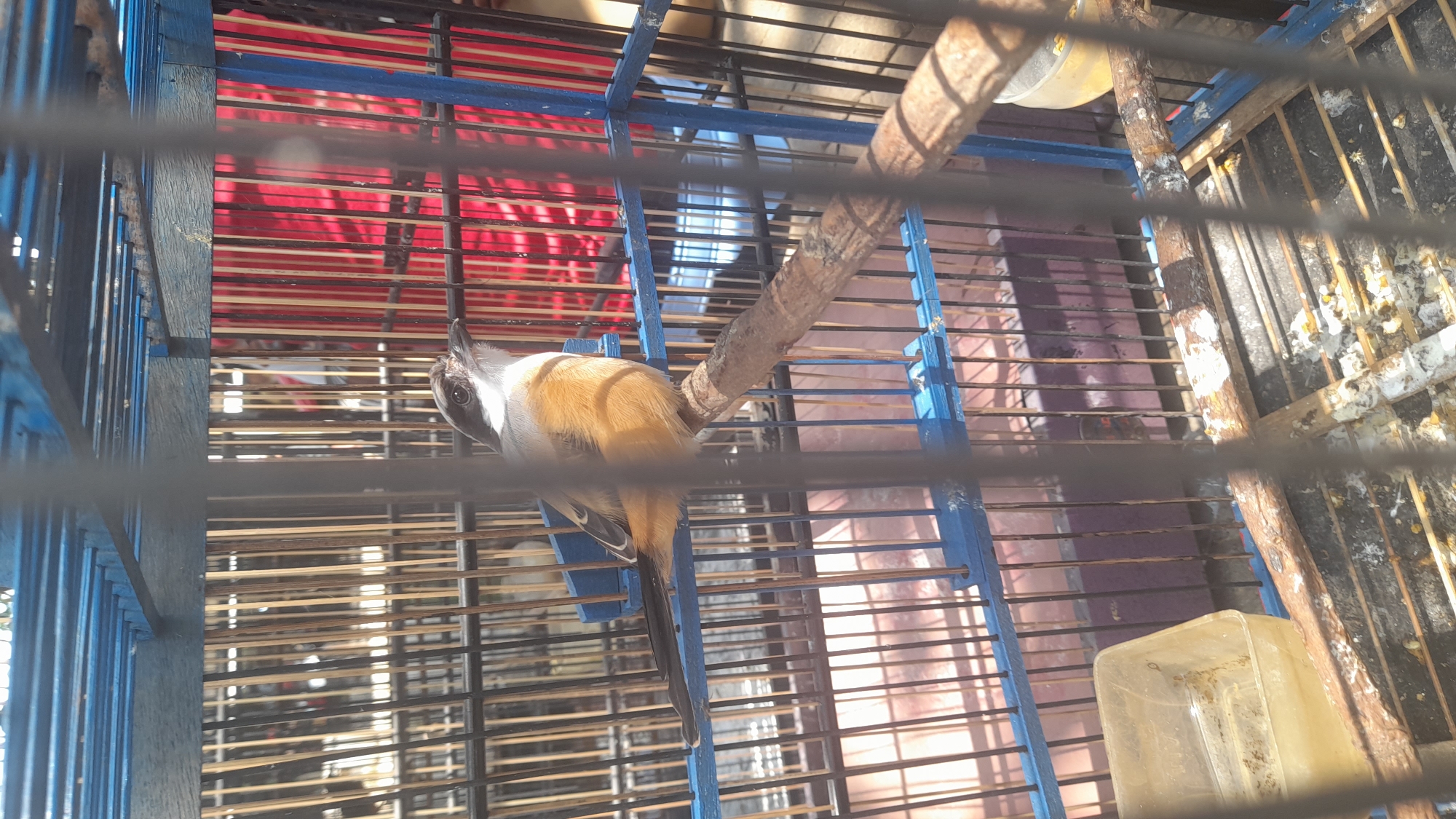A small bird with orange plumage and a grey head perches on a wooden branch inside a blue birdcage. The cage is made of thin metal bars and has a wooden perch. The background of the cage is lined with thin wooden slats, and behind that, a red fabric is visible. The floor of the cage is littered with bird droppings and debris. A yellow plastic food or water container is positioned in the bottom left corner of the cage. The image appears to have been taken in an outdoor setting, possibly a market or street stall in Pekalongan, Indonesia, given the context. The lighting suggests it is daytime.