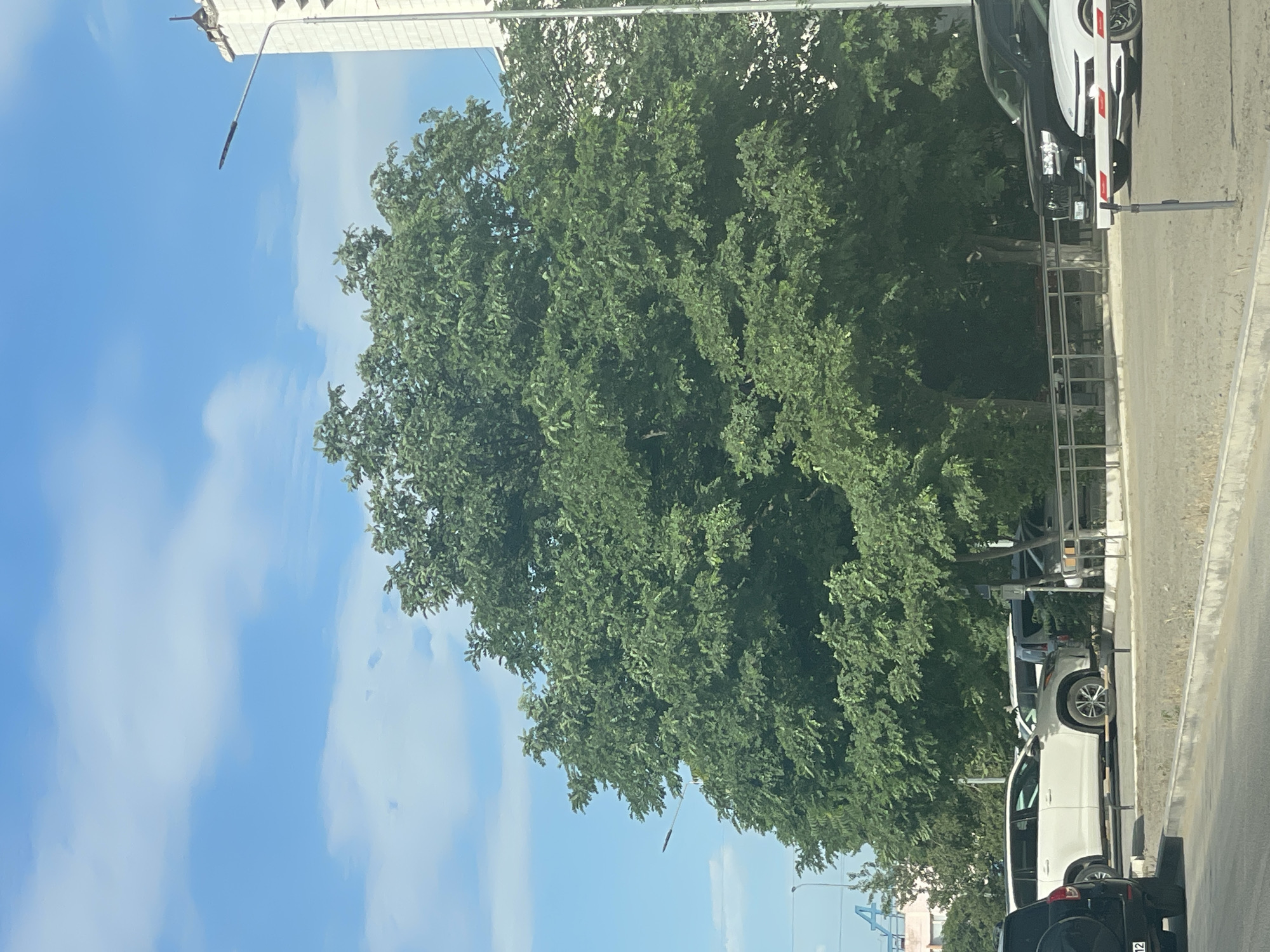 The image depicts an outdoor scene with a large, leafy green tree dominating the foreground. The tree's branches extend across a significant portion of the frame, obscuring a clear view of the background. Through the foliage, glimpses of a bright blue sky with scattered white clouds can be seen.
To the right of the tree, a light-colored vehicle, possibly an SUV, is parked. It appears to be a modern vehicle with visible wheels and part of its body. Next to it, a metallic railing or fence runs along the side of what seems to be a road or pathway. Further behind the white vehicle, another vehicle, a darker color, is partially visible.
At the top of the image, a portion of a white building or structure is visible, with a light pole extending from it. The overall setting suggests an urban or semi-urban environment, possibly a street or a parking area adjacent to a building, with the presence of trees indicating a green space.
The lighting suggests it is daytime, with bright sunlight casting shadows and illuminating the scene. The weather appears to be clear and sunny, with the blue sky and clouds indicating fair conditions. There are no people visible in the image. The image is oriented vertically. No discernible text is visible. The location context is Aktau, Kazakhstan.