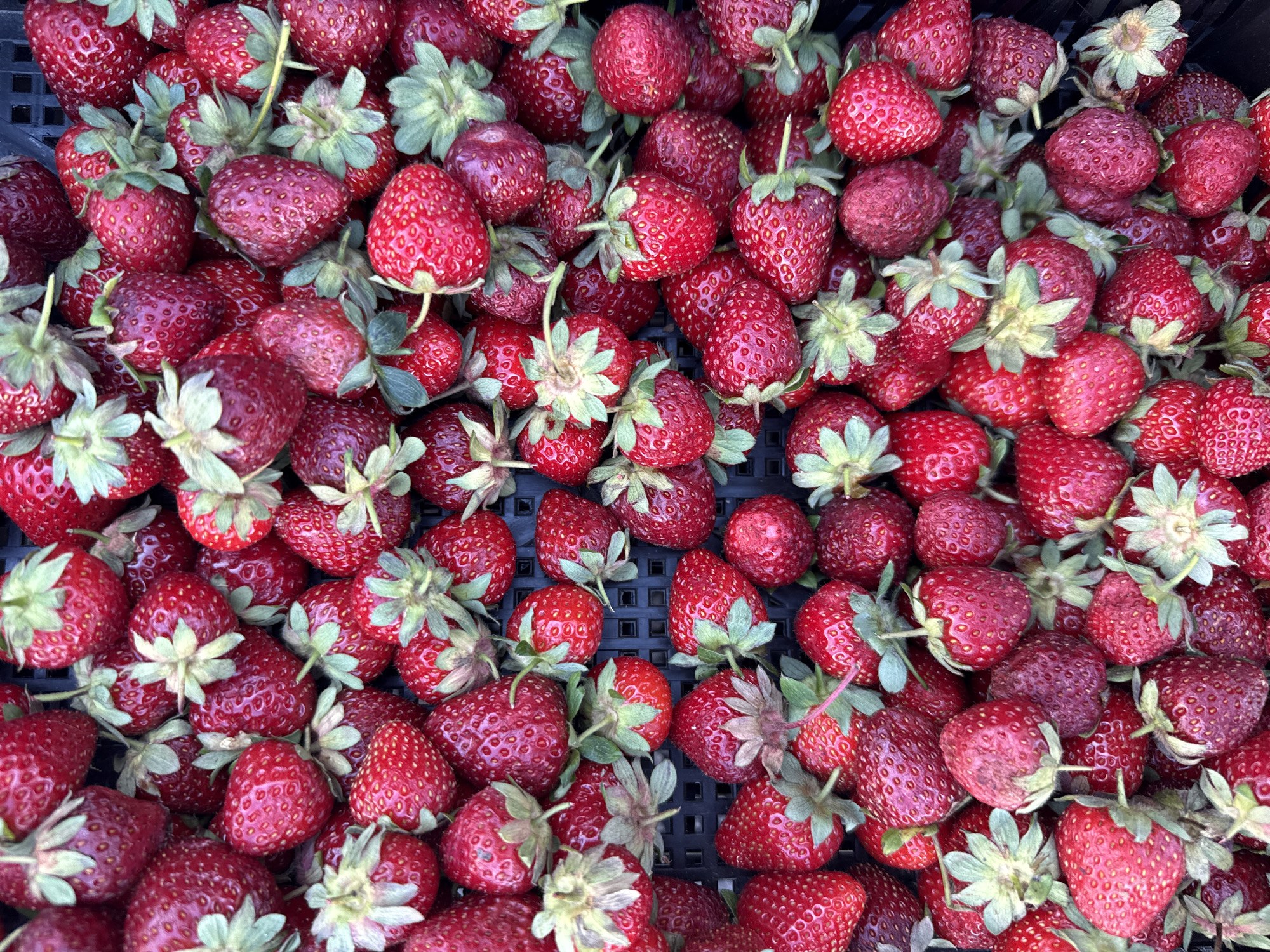 The image shows a close-up, overhead view of a large pile of ripe strawberries. The strawberries are a deep red color with visible seeds and green stems and leaves. They are packed tightly together in a dark, textured container, likely a black plastic crate. The lighting is bright, highlighting the vibrant color of the fruit. There are no people, actions, or interactions visible in the image. The context of Sozopol, Bulgaria, is not evident from the visual information alone.
