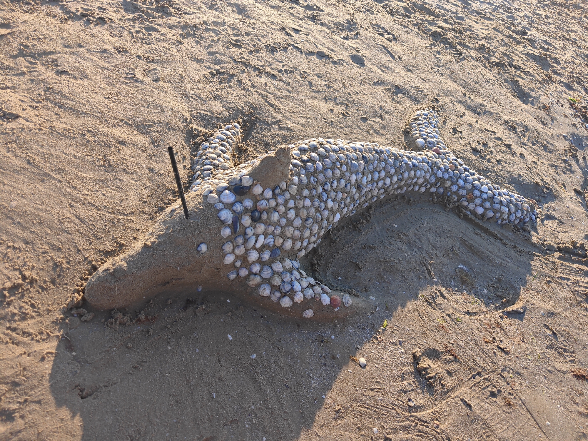 An artistic sand sculpture of a sea creature, possibly a starfish or an octopus, is positioned on a sandy beach. The creature is adorned with numerous small seashells, creating a textured and decorative surface. A dark, thin stick protrudes from the sand near the creature's head. The surrounding environment is a beach with sand, showing footprints and ripples from the tide or wind. The lighting suggests it is either early morning or late afternoon, casting shadows. The specific location in Rimini, Italy, is not discernible from the image itself.