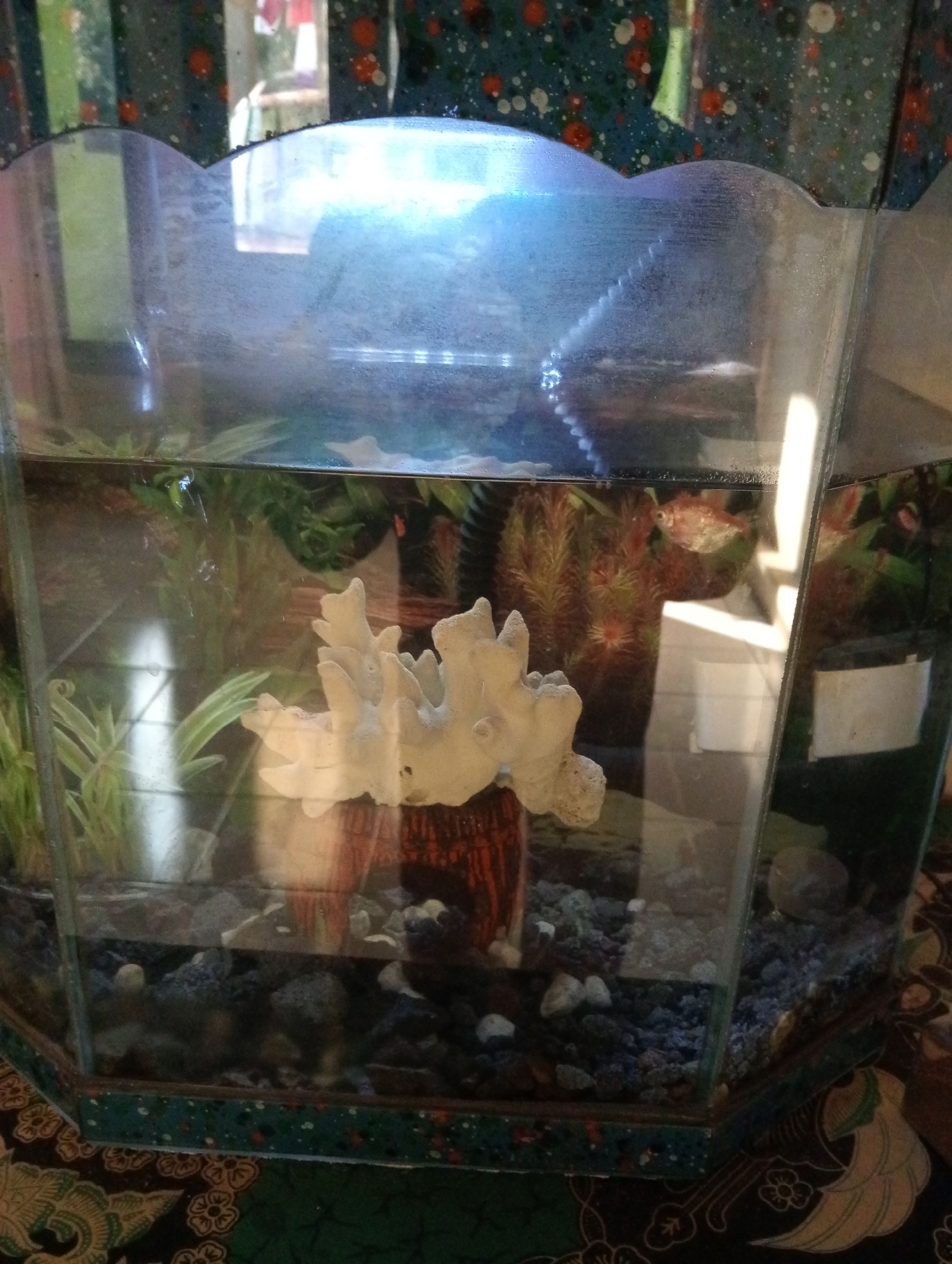 A hexagonal aquarium with water and various decorations is shown. The aquarium contains a white coral-like decoration, artificial plants, and gravel at the bottom. One small, orange fish is visible swimming near the back of the tank. The aquarium is placed on a patterned cloth, possibly a batik fabric, which suggests a domestic setting. The background shows a blurred reflection of curtains and a window, indicating an indoor environment. The image does not provide any information about the city of Krajan Kidul, Indonesia, or any specific location within it.