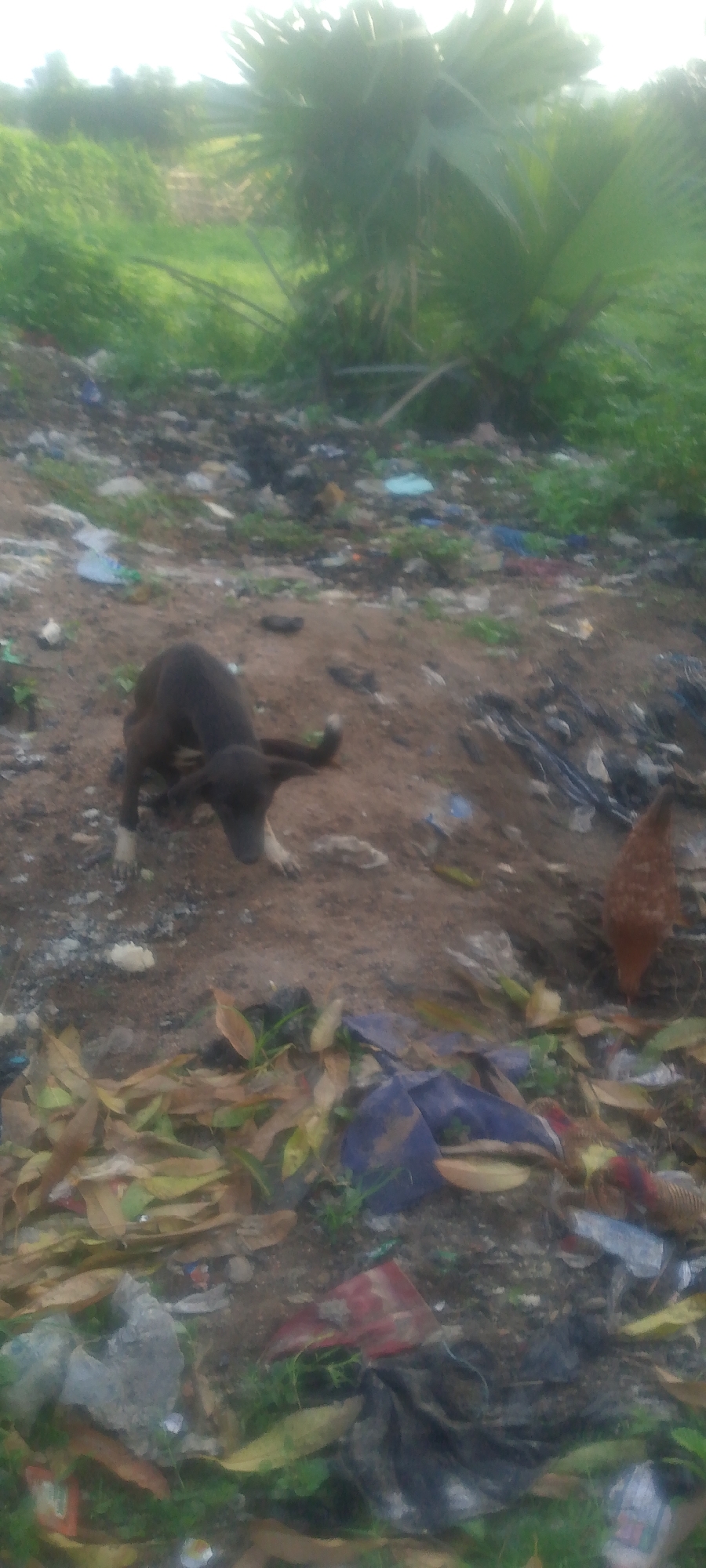 A dark-colored dog with white paws is shown in the foreground of an outdoor scene. The dog is on its hind legs with its head lowered and turned slightly to the left, appearing to be sniffing the ground. To the right of the dog, a brown chicken is visible, also with its head down, likely foraging. The ground is composed of dirt and is littered with various debris, including dry leaves, plastic bags, and other unidentifiable trash. In the background, there is dense green vegetation, including palm-like leaves, indicating a natural or semi-natural environment. The scene suggests a rural or undeveloped area, possibly an informal dump site within or on the outskirts of Jalingo, Nigeria.