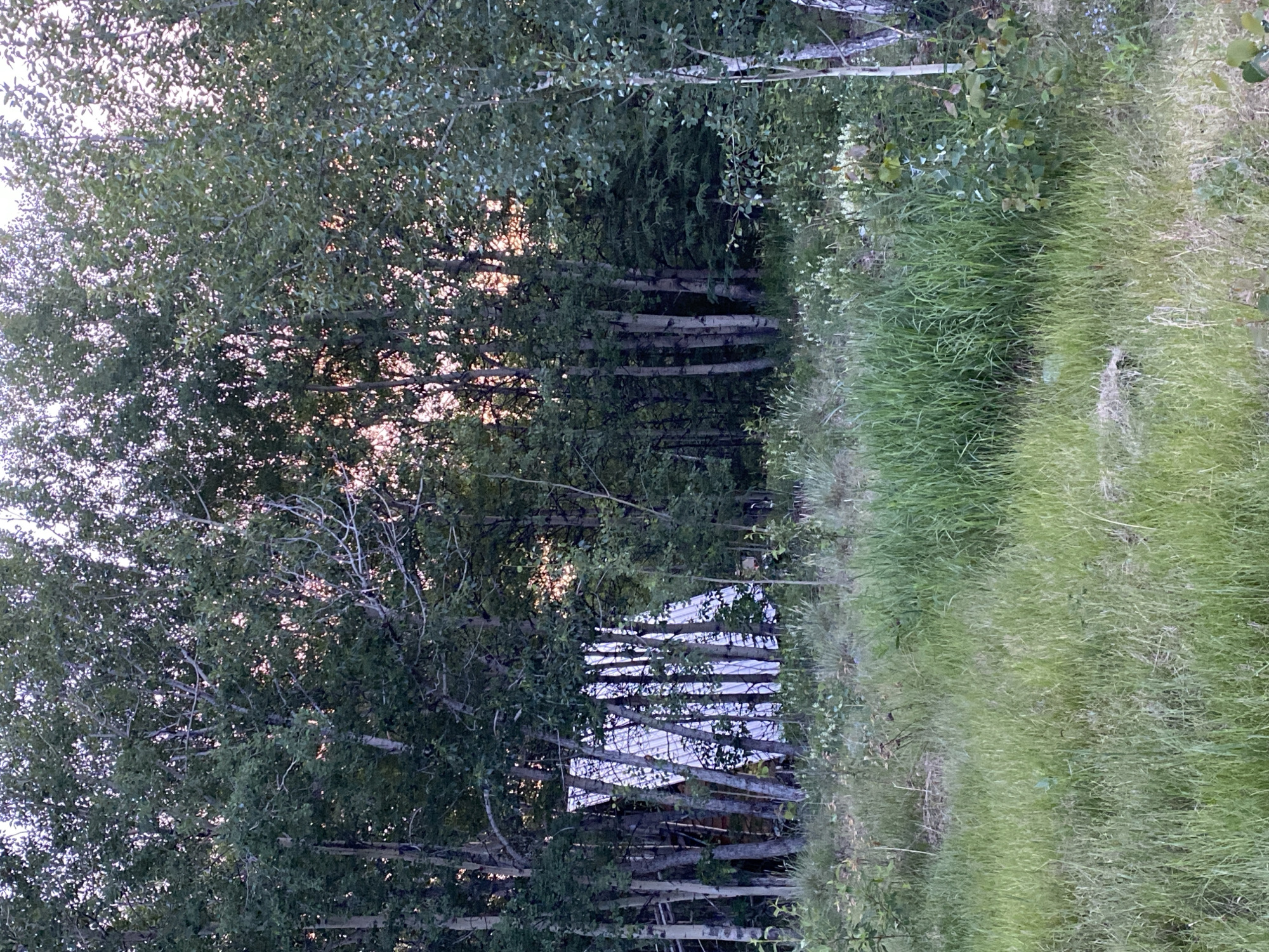 An image shows a clearing in a wooded area, likely on the outskirts of Haines Junction, Canada. The foreground is dominated by tall, lush green grass. In the mid-ground, a white, tarp-like structure with a triangular peak is visible, partially obscured by the trunks of several aspen trees. These trees have characteristic white bark and are densely packed, with green foliage creating a canopy. The background is filled with more trees, appearing as a dense forest. The sky is visible through the trees, with a soft, pinkish-orange glow suggesting either dawn or dusk. There are no people or animals visible in the image.